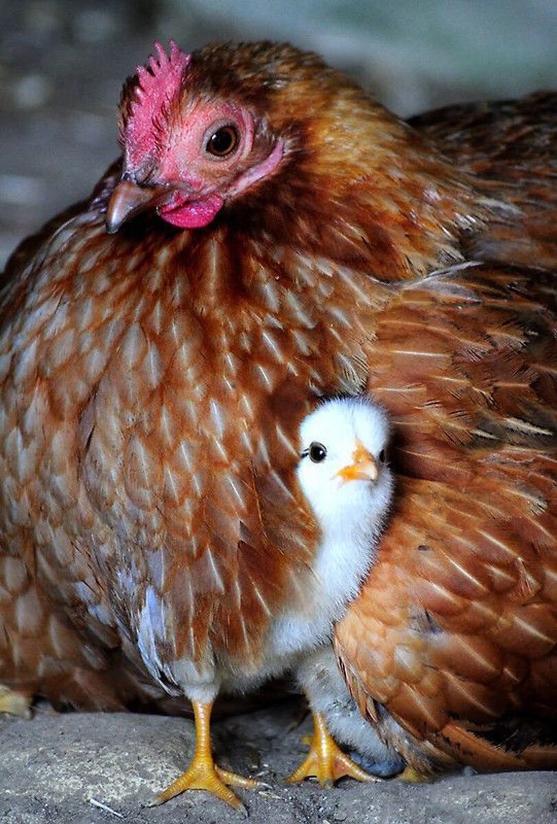 Цыплята под курицей