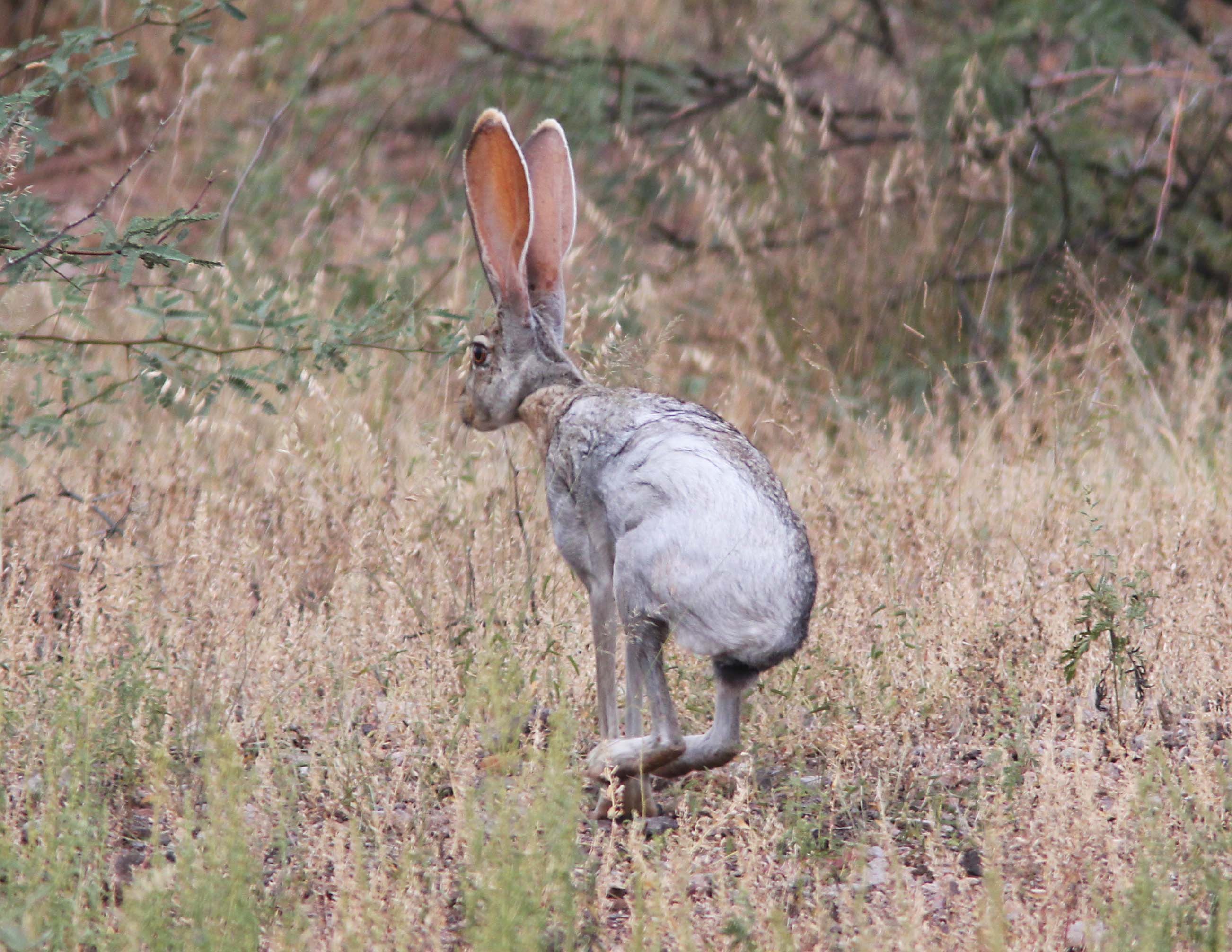 Качка зайце. Lepus alleni. Чернохвостый заяц Северной Америки. Антилоповый заяц (Lepus alleni). Заяц хваста.