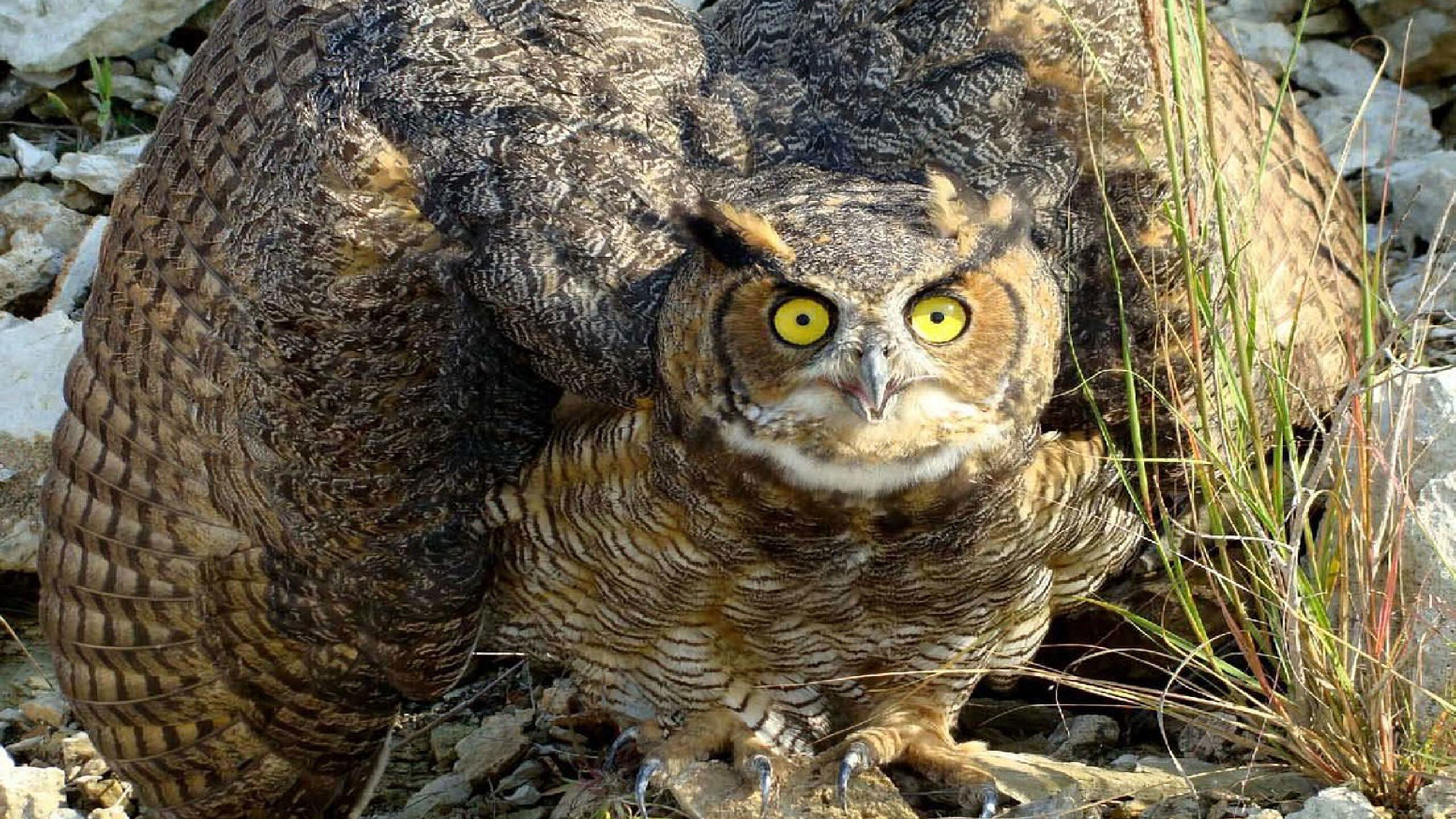 Что нашли совы. Филин Bubo Bubo. Виргинский Филин (Bubo virginianus). Филин Bubo Bubo Linnaeus, 1758. Филин обыкновенный (Bubo Bubo).