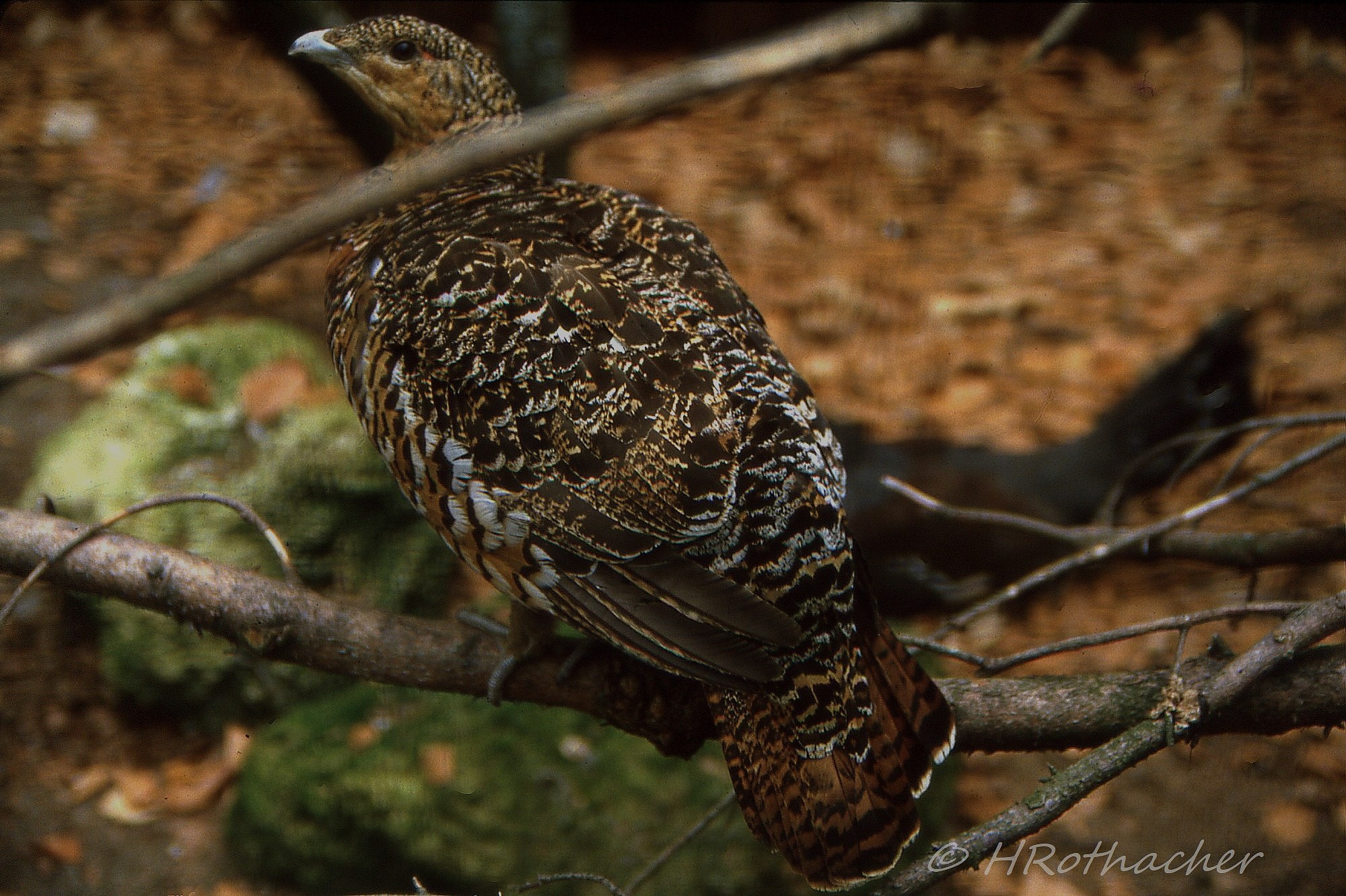 Глухарь (Tetrao urogallus). Глухарь змея. Яйца глухаря. Птенец рябчика.