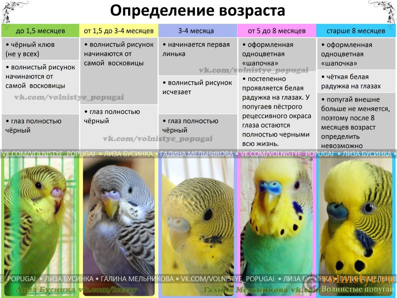 Сколько живут самки. Восковица самочки волнистого попугая. Расцветка волнистых попугаев таблица. Волнистые попугаи различить пол. Как определить Возраст попугая.
