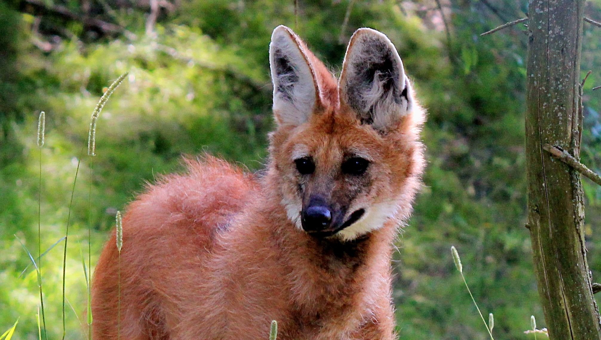 Гривистый волк. Агуарачай-Гривистый волк. Chrysocyon brachyurus. Гривистый волк черный.