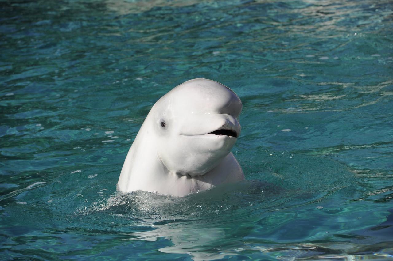 К какой группе океана относится белуха. Кит Белуха. Дельфин Белуха. Полярный Дельфин Белуха. Белый Дельфин Белуха.