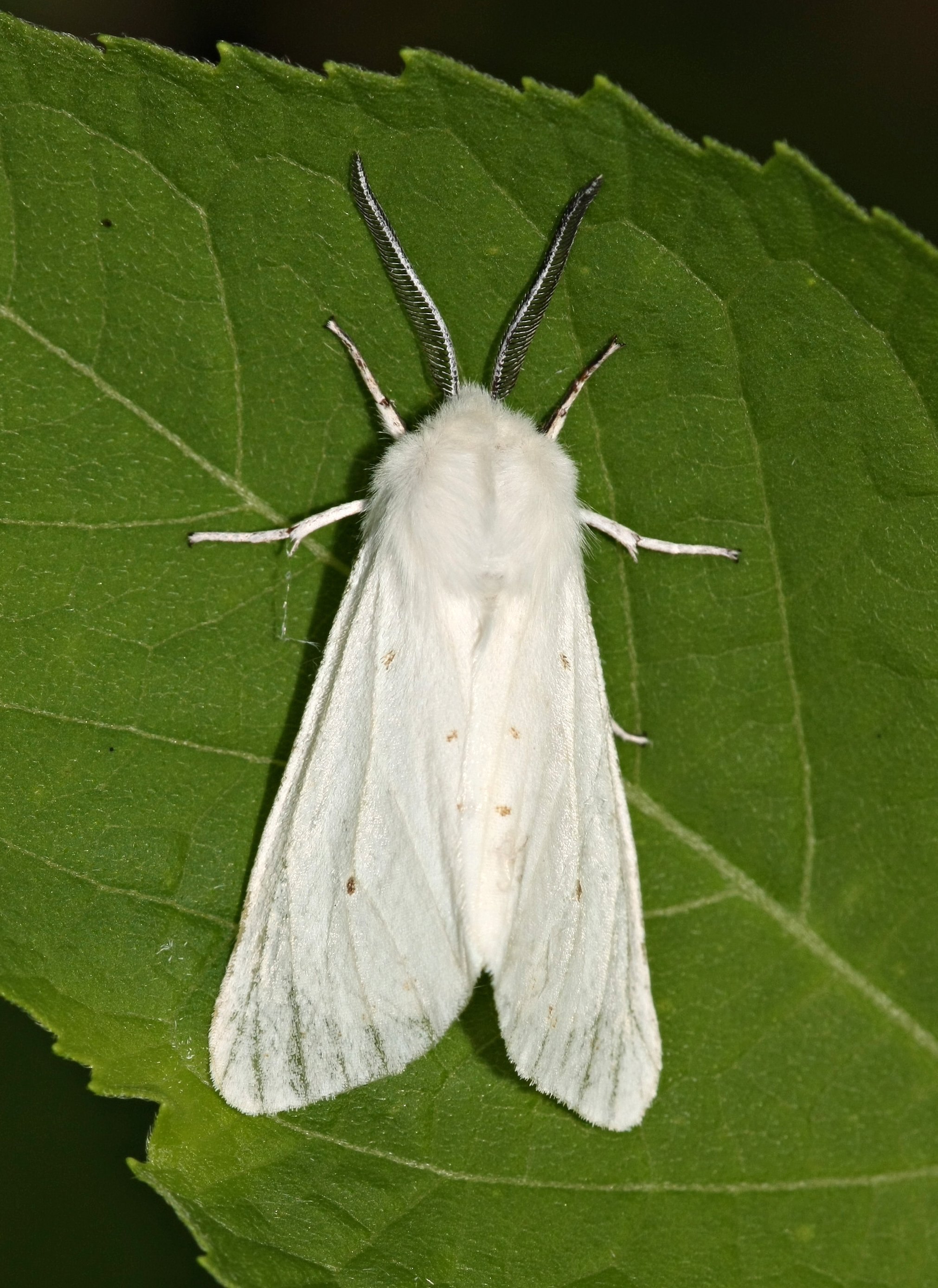 Цвет моли. Платяная моль (Tineola bisselliella). Тутовый шелкопряд бабочка. Моль платяная шелкопряд. Моль шелкопряд белая.