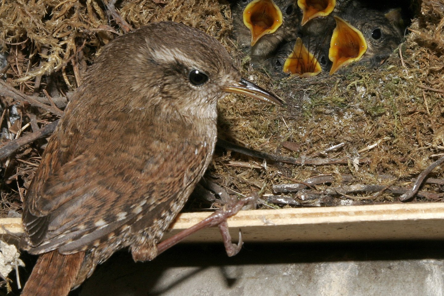 Фото птенцов соловья в гнезде