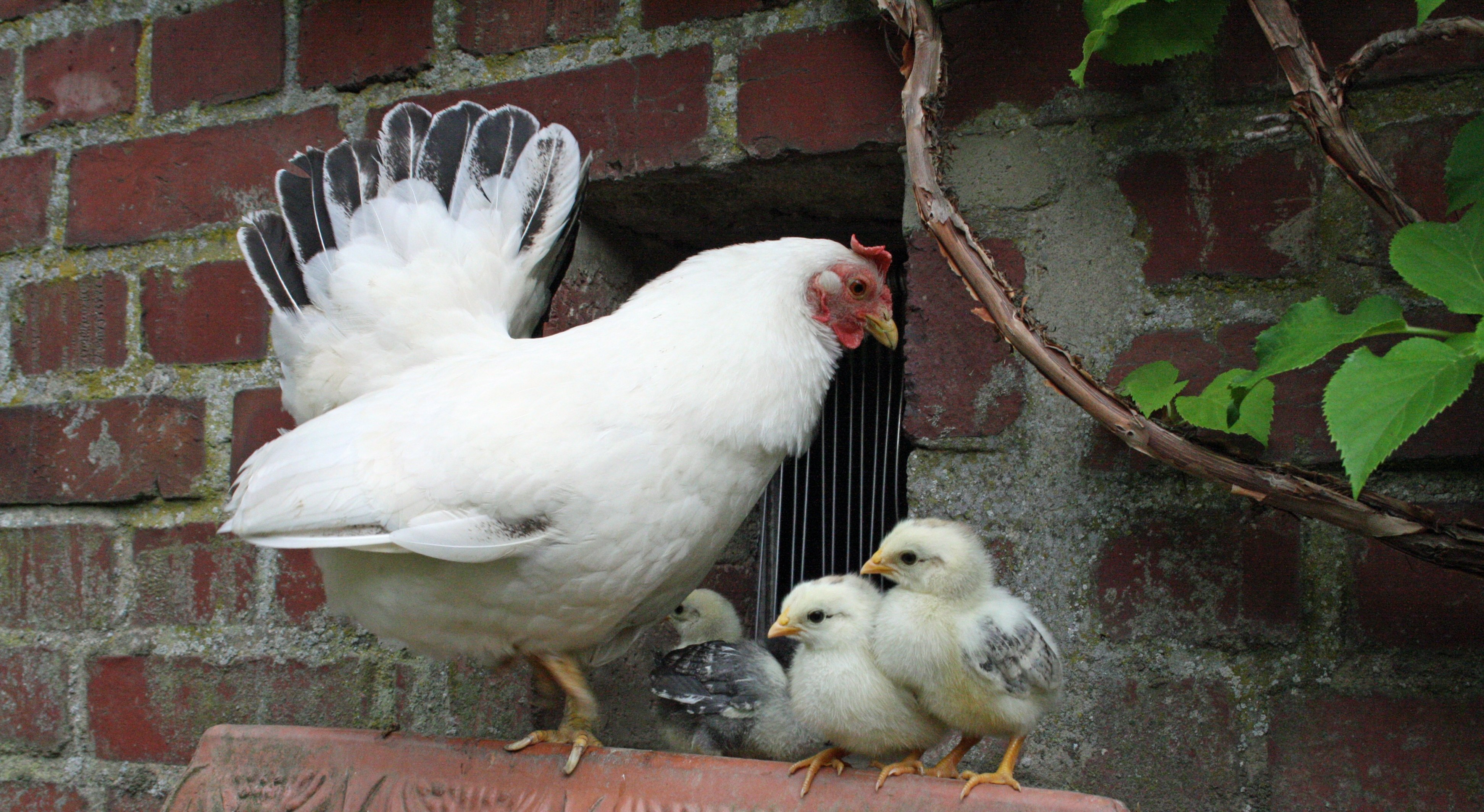 К чему снятся куры и цыплята. Белая курица с цыплятами. Курица с цыплятами фото. Домашние птицы белая Курочка и цыплята. Курица рядом с гнездом.