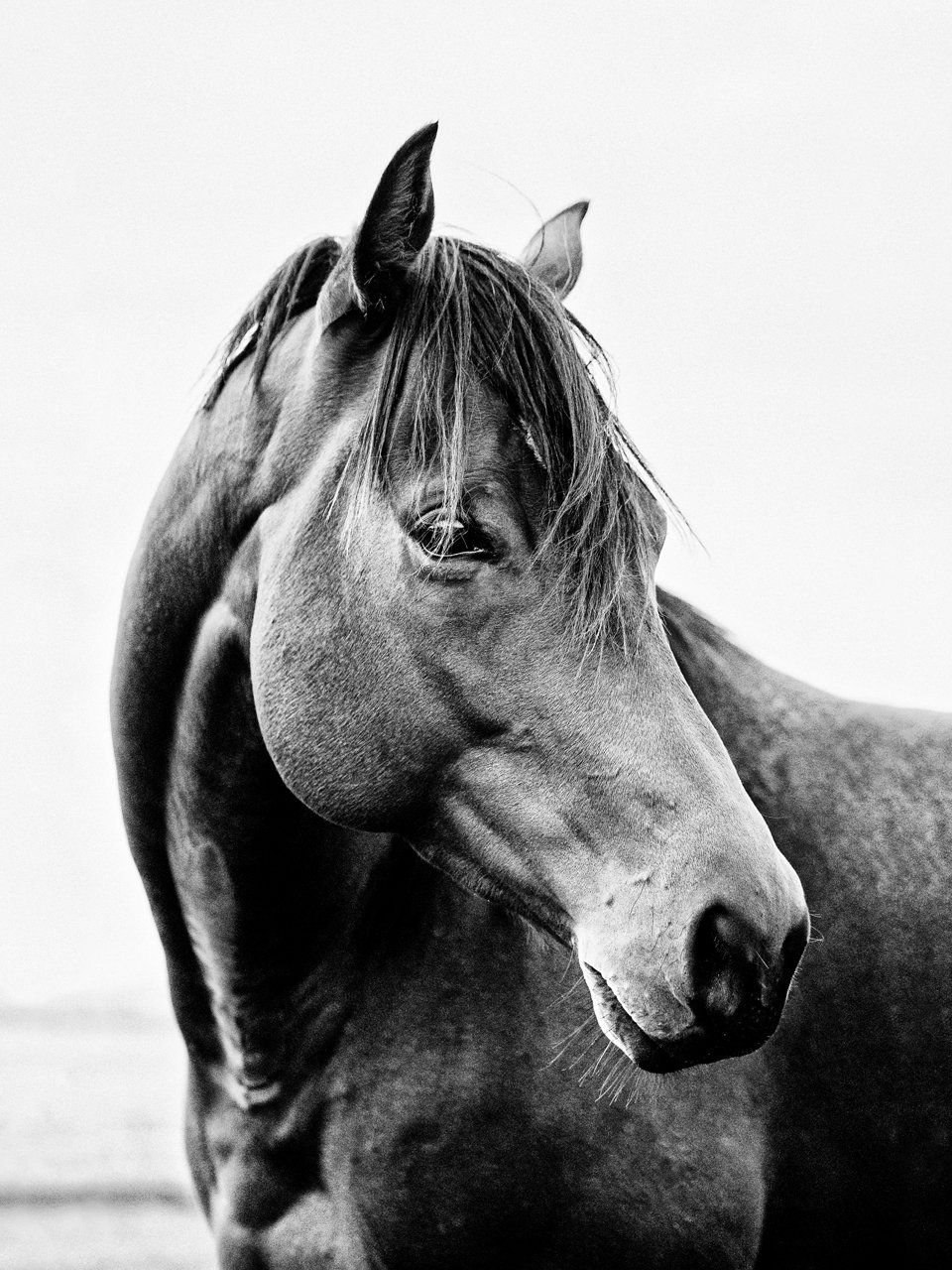 Лошадка черно белая. Морда лошади. Лошадь черно белая. Черный конь. Картинки лошадей.
