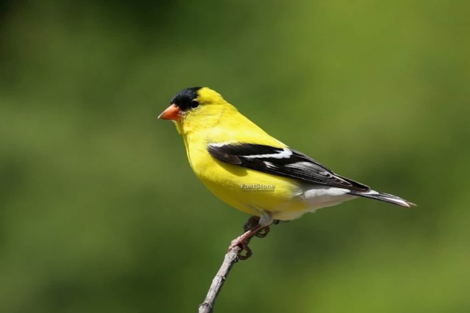 Маленькая птичка с желтыми крыльями. American Goldfinch птица. Иволга щегол. Американский щегол. Американский Чиж.