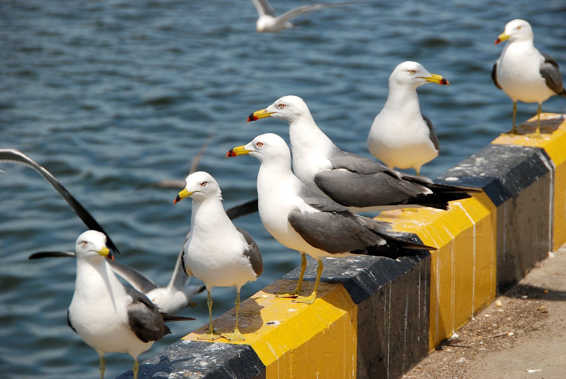 Ex Lax Seagulls