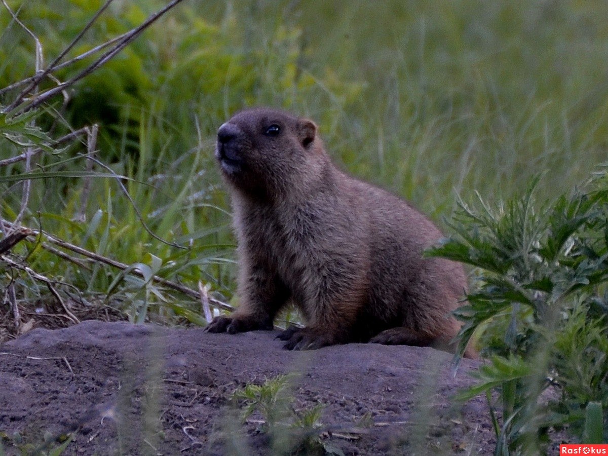 Серый сурок. Marmota baibacina) серый сурок. Алтайский сурок. Серый сурок Алтай. Алтайский тарбаган.