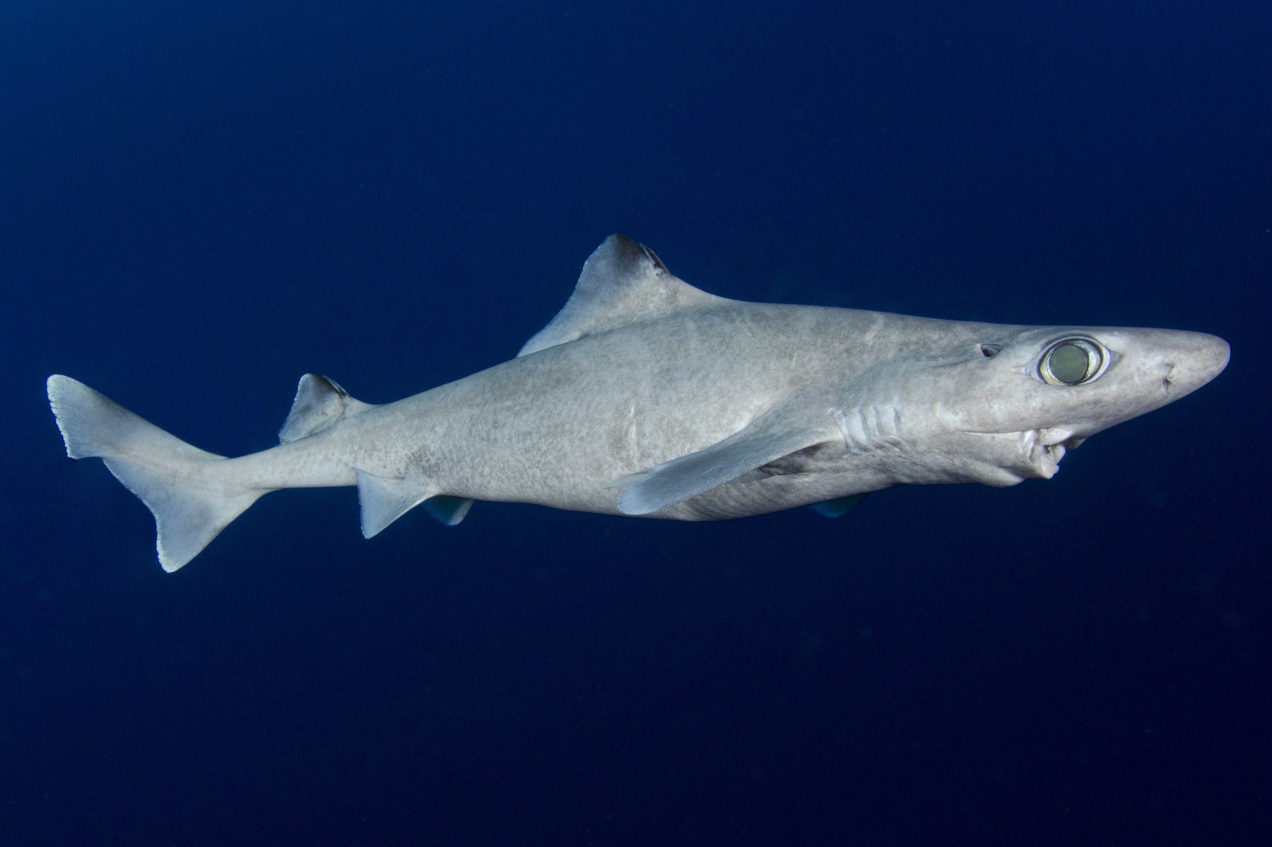 Катран акула. Centrophorus Isodon. Австралийская короткошипая акула. Gulper Shark. Катран Черноморский.