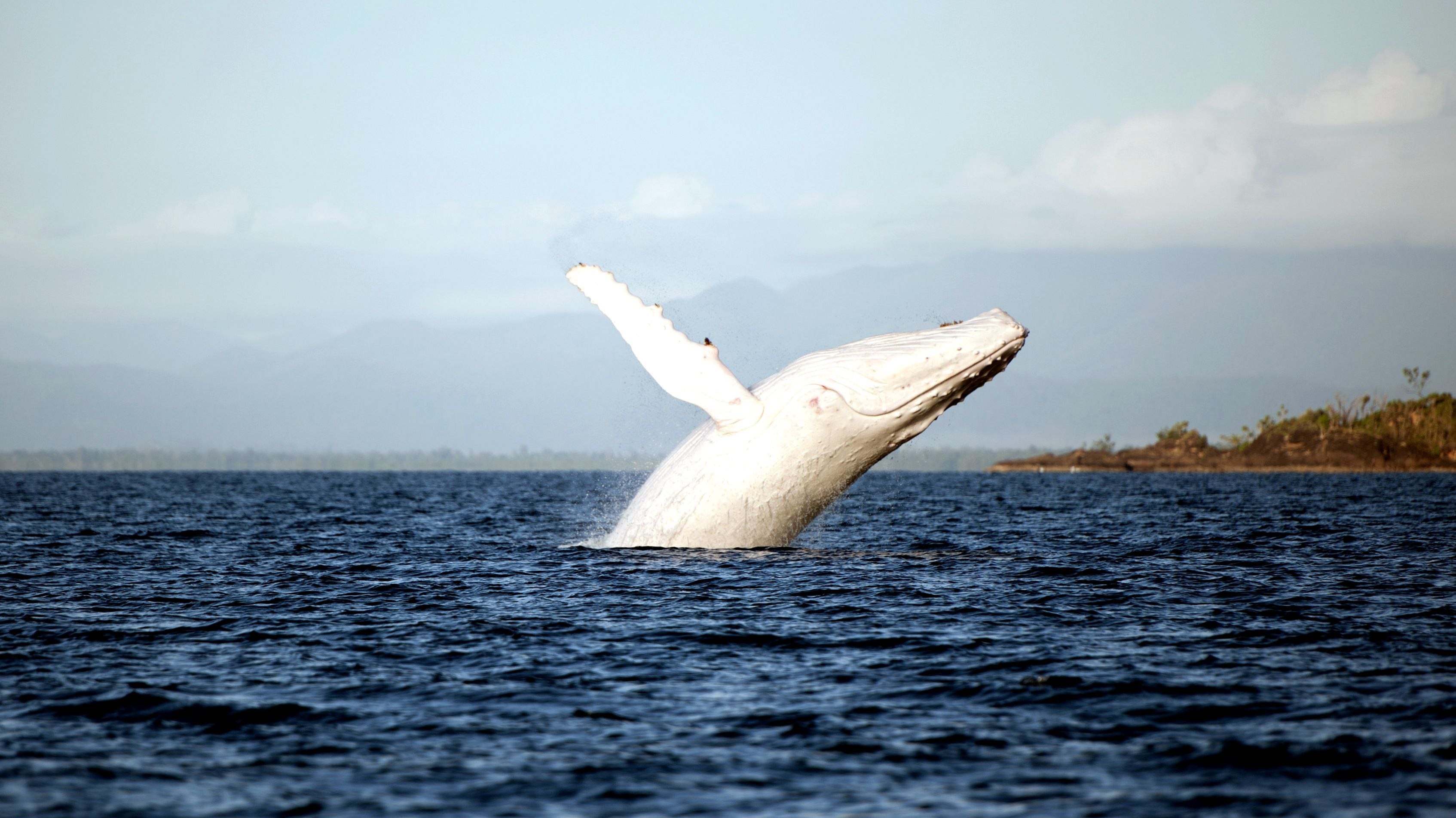 White whale. Кит Мигалу. Белый кит Австралия Мигалу. Кит альбинос в Австралии. Кит альбинос мигалку.