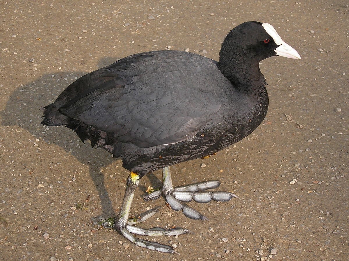 Черные птички с белым клювом - картинки и фото poknok.art