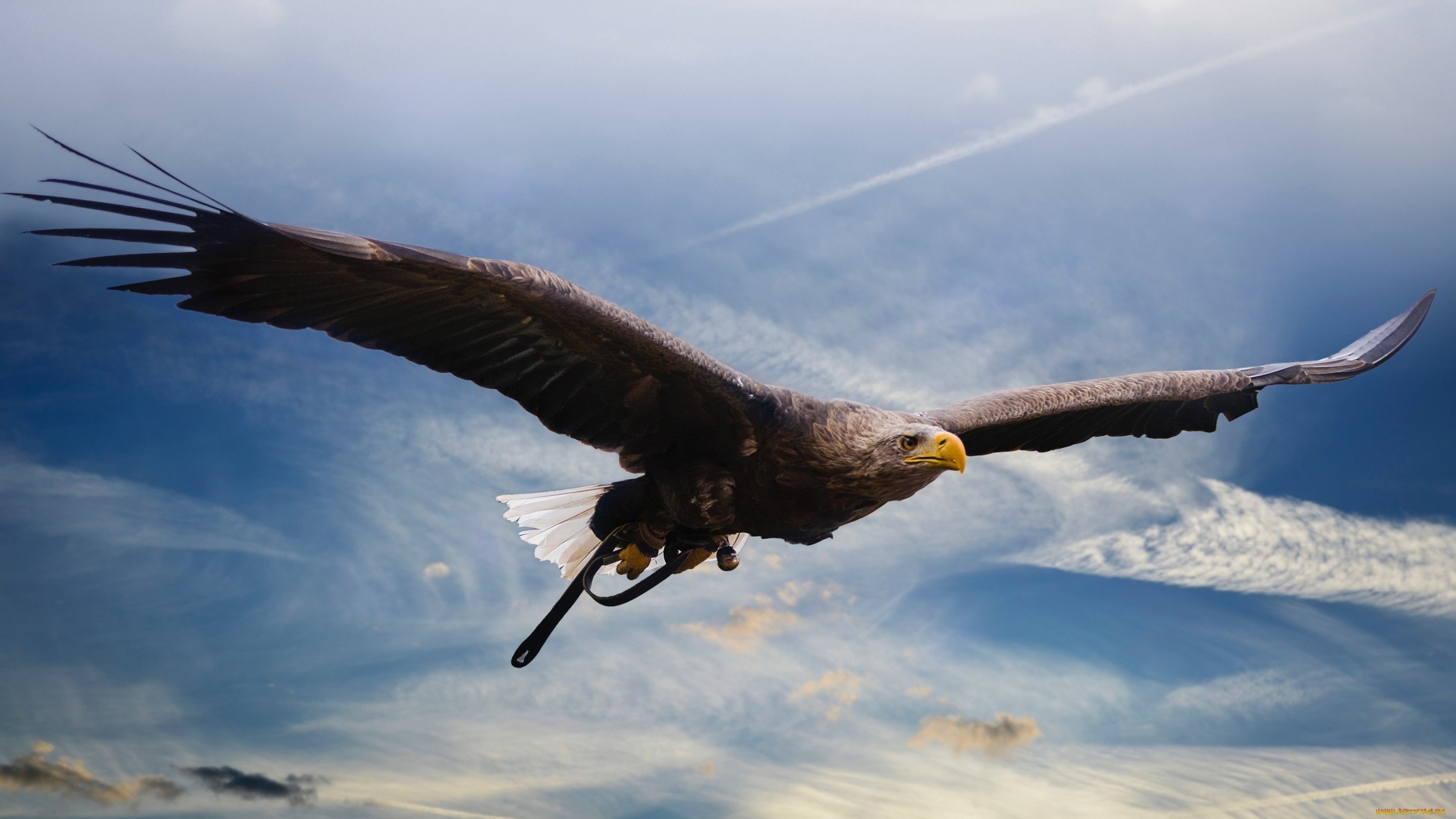 Картинки орел Рыбы птица Охота White-tailed Eagle летят x