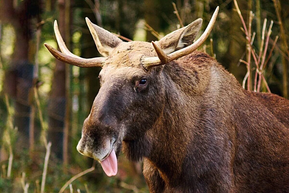 Сохатый значение. Европейский Лось alces alces. Сохатый Лось. Восточно канадский Лось. Лось Дальневосточный.