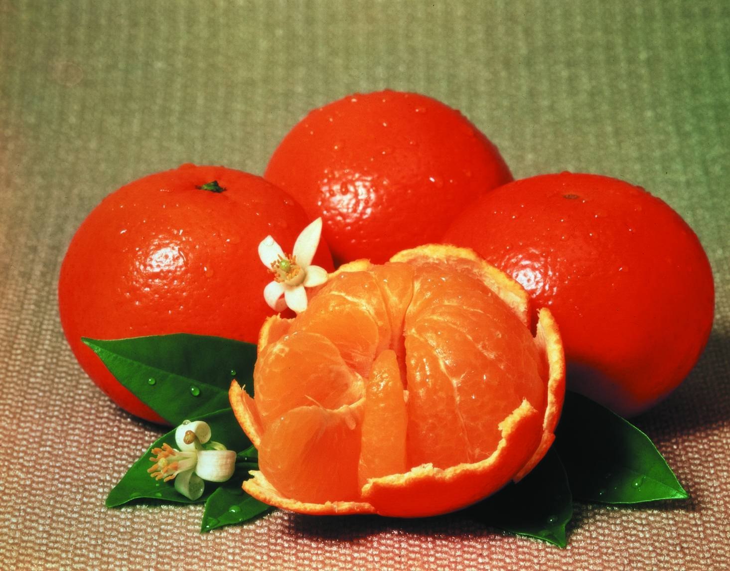 Минеола что за фрукт. Минеола фрукт. Гибрид мандарина и апельсина Минеола. Мандарины Минеола. Смесь апельсина и мандарина Минеола.
