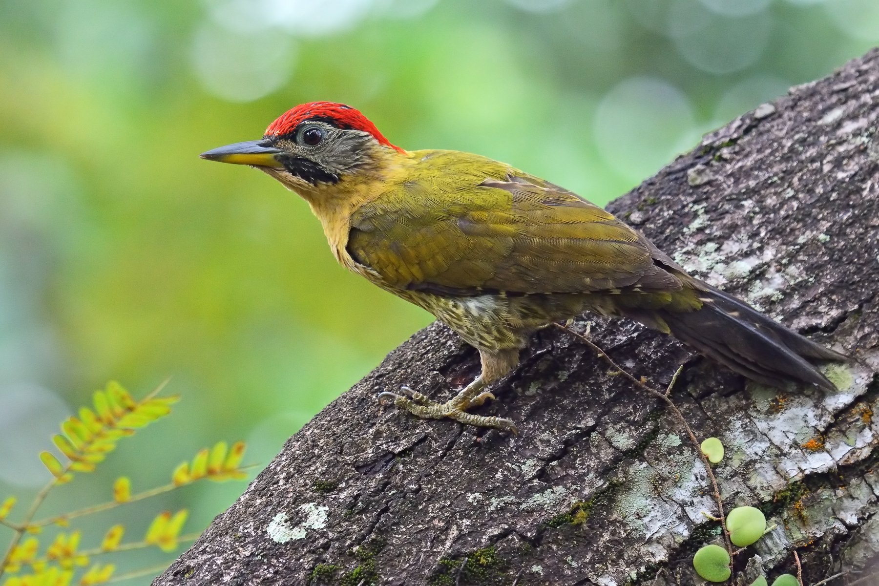 Фото зеленых дятлов. Зелёный дя́тел (Picus viridis). Зеленый дятел. Левайлантов зелёный дятел. Чешуйчатый зелёный дятел.