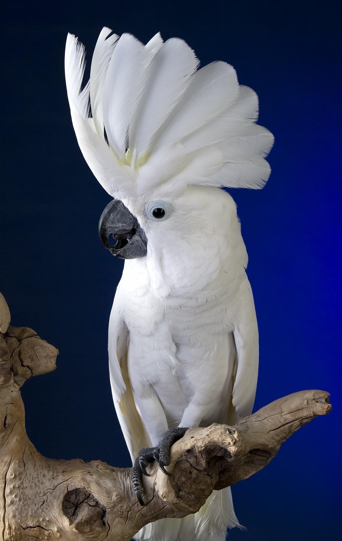 попугай белый с холкой