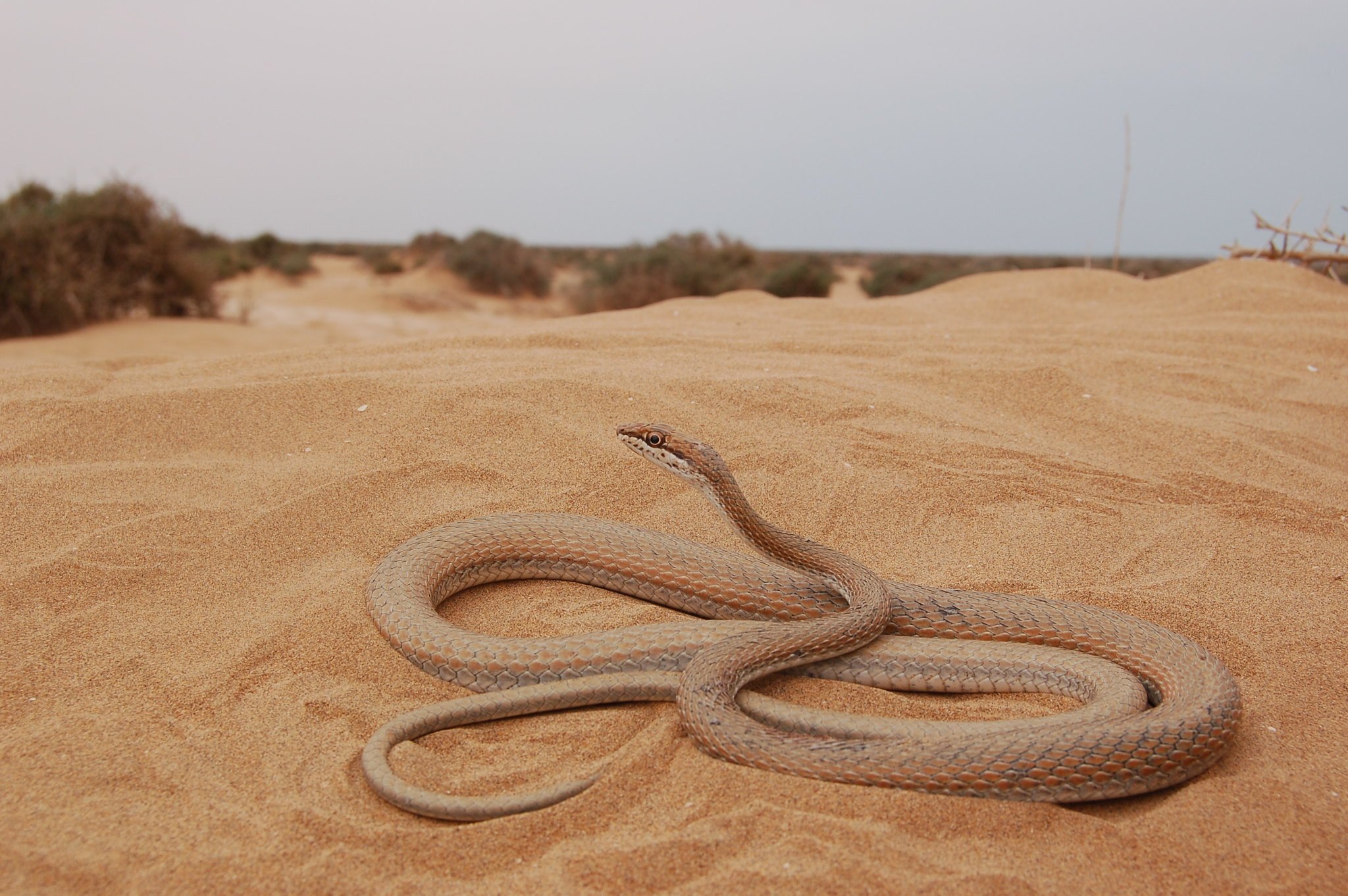 Sahara snake. Песчаный удавчик в пустыне. Змея Песчаная гадюка. Песчаный удавчик в песке. Песочный полоз змея.