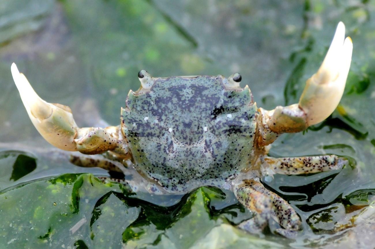 Green crab. Зеленый краб. Салатовый краб. Морская Ракушка Fusitriton oregonensis. Краб зеленого цвета.