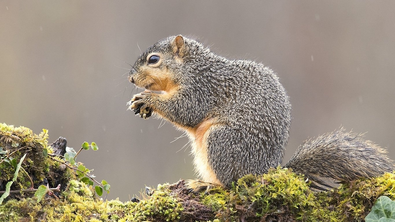 200 белка. Белка Аберта. Уссурийская белка. Лисья белка. Sciurus gilvigularis.