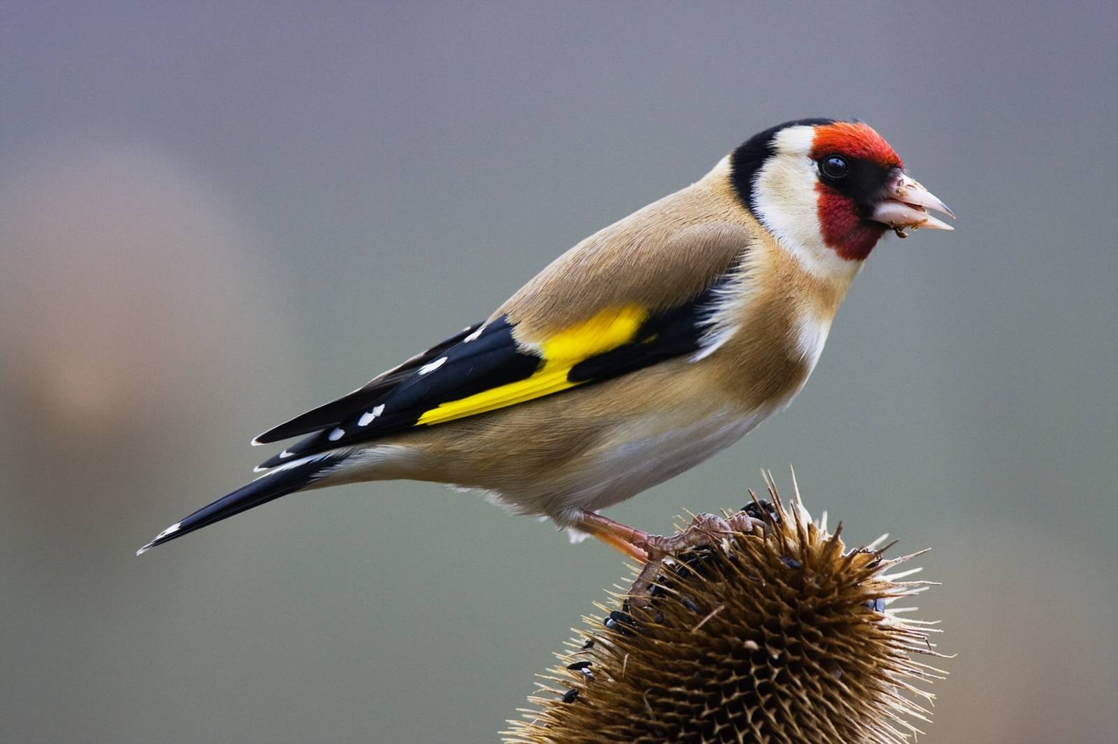 Птица с красной головой и желтыми крыльями - картинки и фото poknok.art
