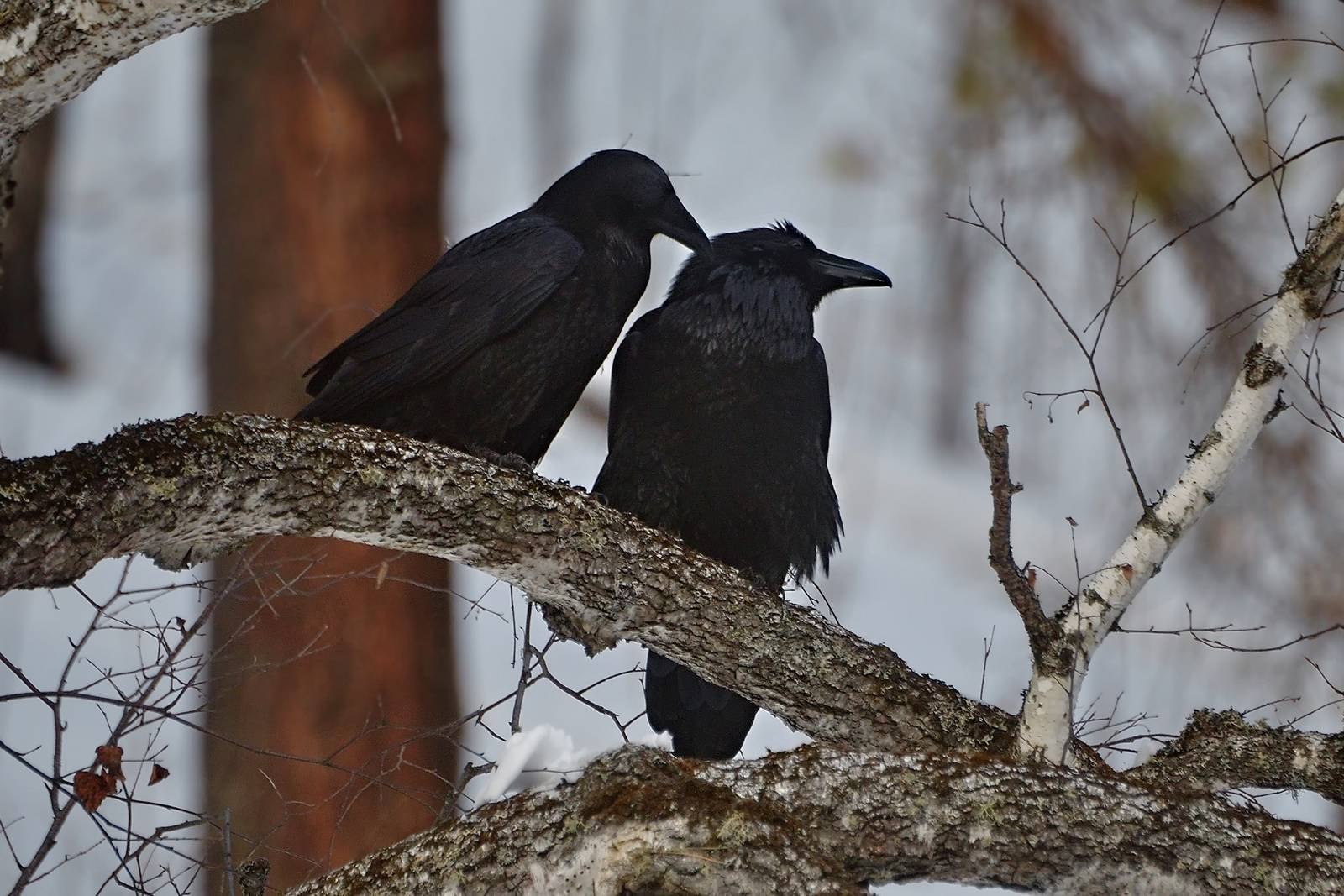 Где зимой вороны. Ворон в Сибири. Ворон и ворона это разные птицы. Много грачей.