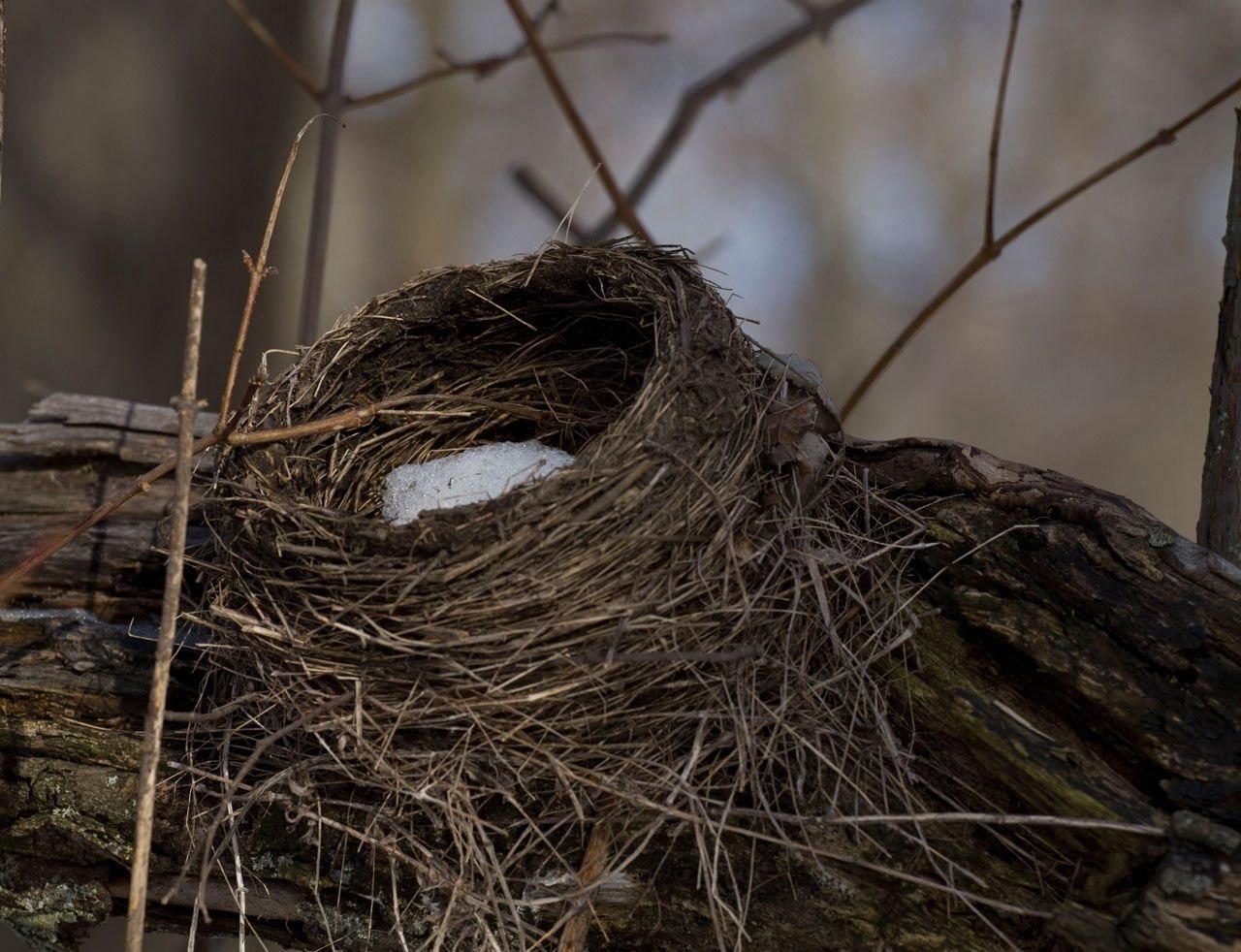 Весной птицы вьют гнезда. Гнездо вьюрка. Гнездо белки Гайно. Обыкновенная Каменка гнездо. Гнездо сороки птица.
