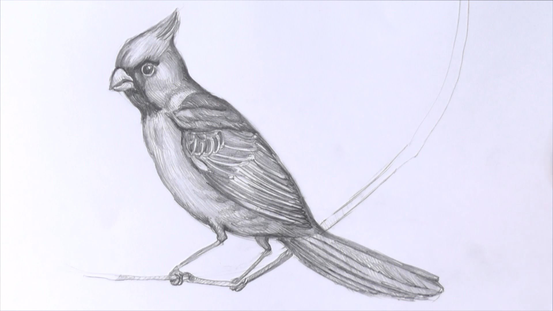 Рисунки птиц для срисовки легкие. Птица рисунок. Зарисовки птиц. Птичка рисунок карандашом. Рисунок птицы карандашом для срисовки.