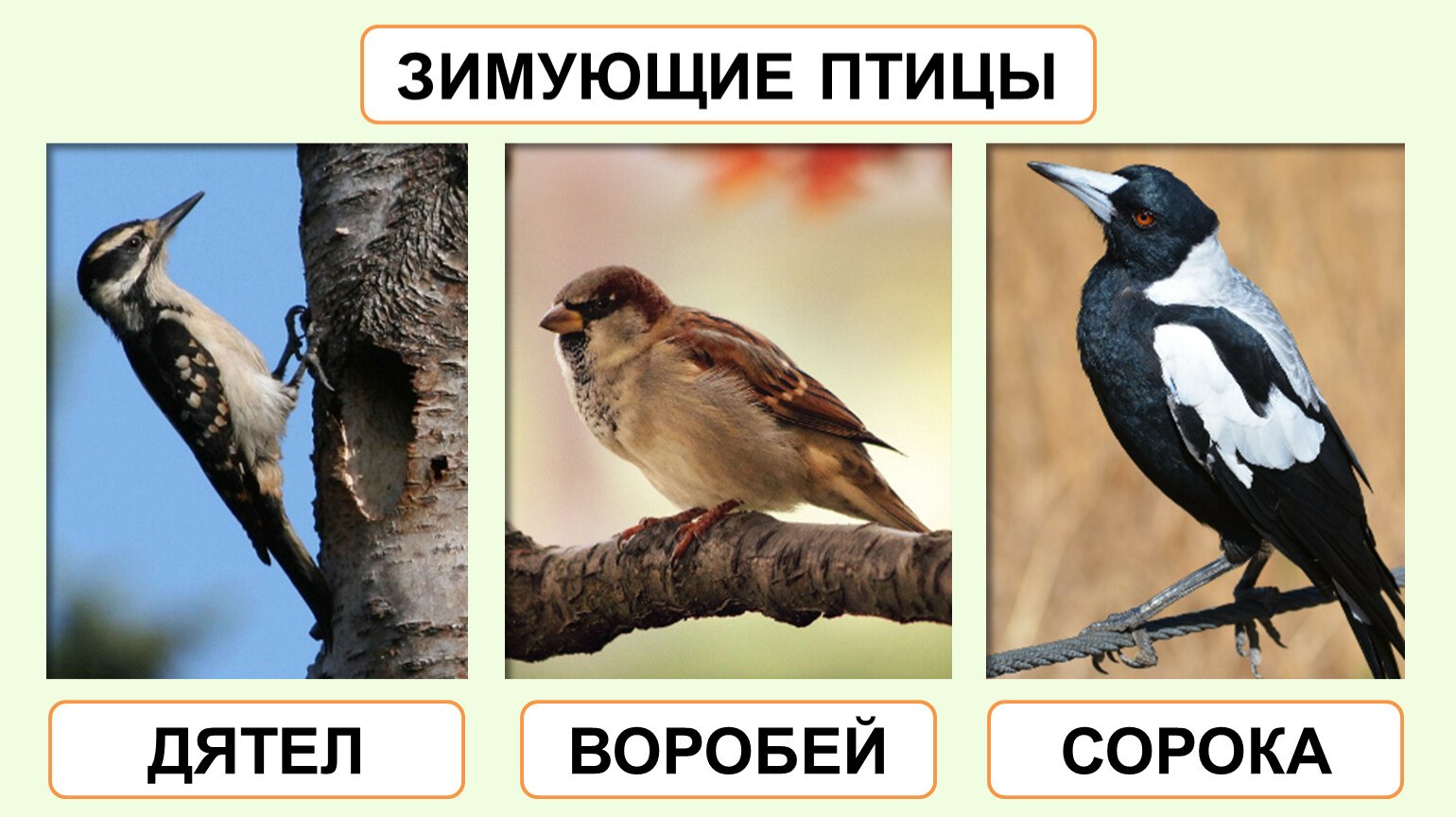 Голоса птиц с названиями. Воробей сорока дятел. Сорока и Воробей. Дятел и сорока. Сорока-ворона.