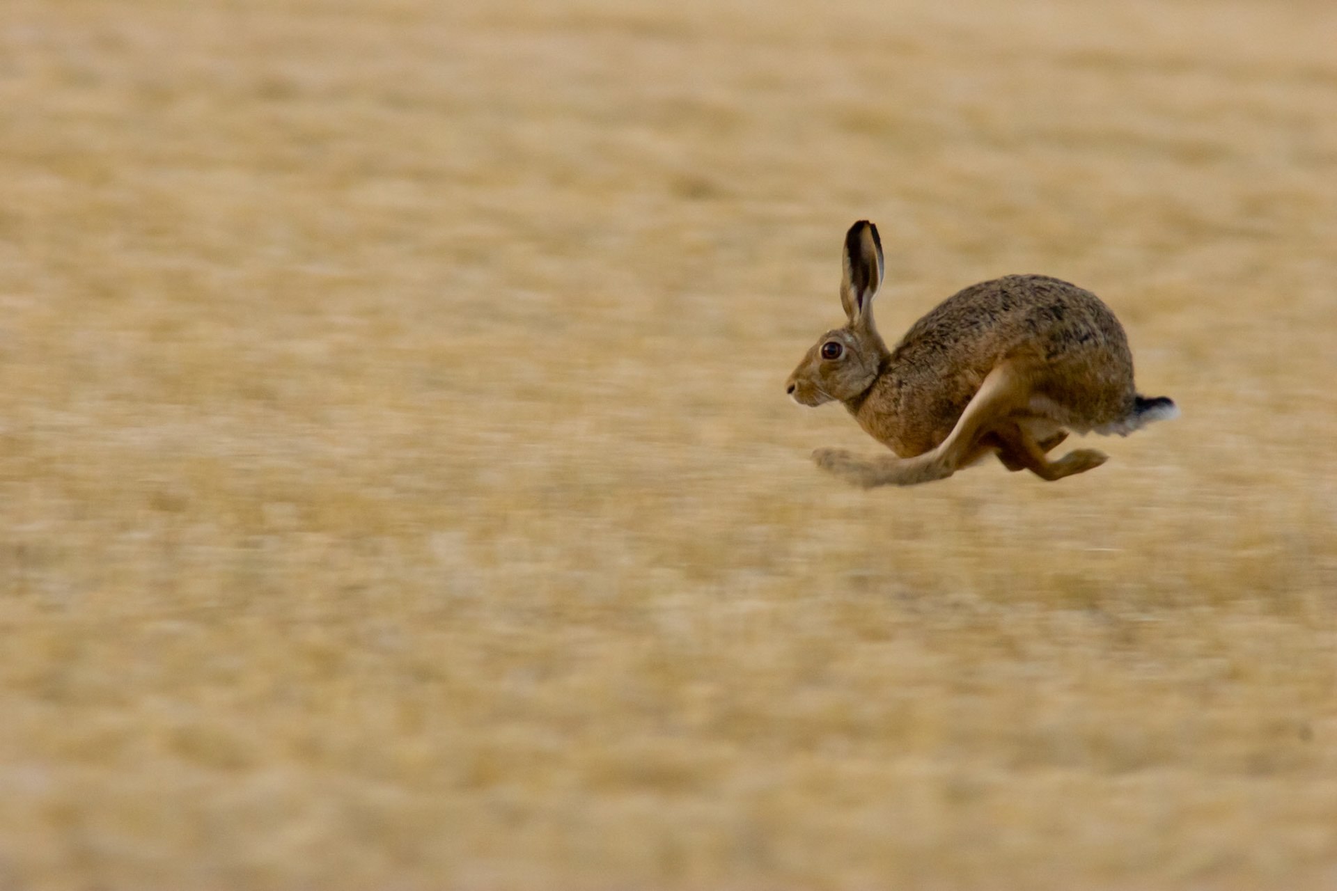 Зайчик убегает. Заяц Русак бежит. Заяц Русак бег. Заяц в прыжке. Заяц бегает.