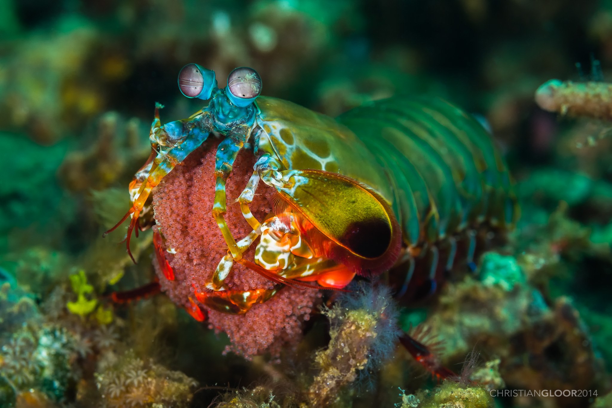 Рак богомол. Odontodactylus scyllarus. Креветка Мантис. Рак-богомол (Stomatopoda). Ротоногие ракообразные.