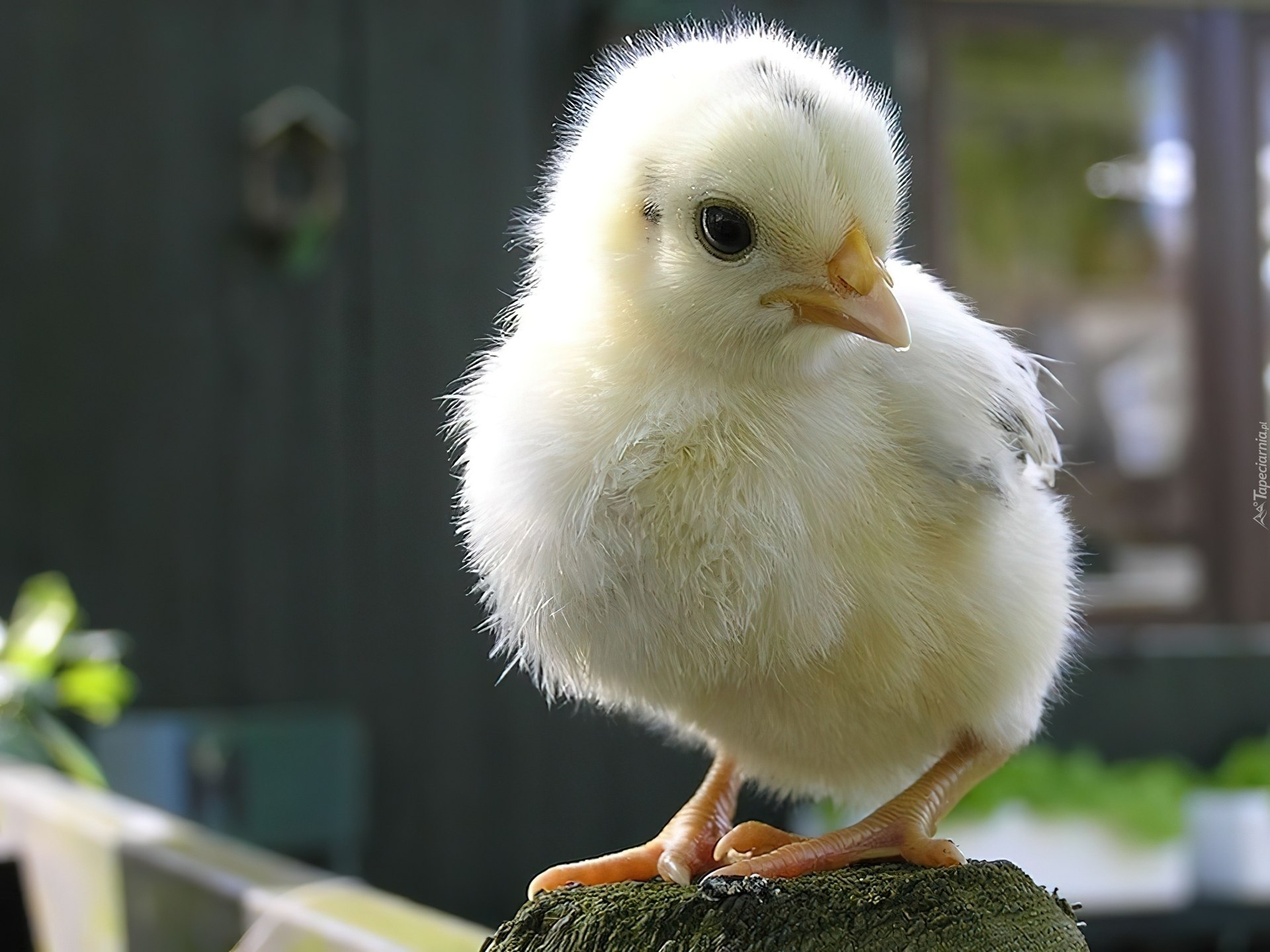 Цыплята кур фото. Цыпленок. Белый цыпленок. Милые цыплята. Маленькие цыплята.