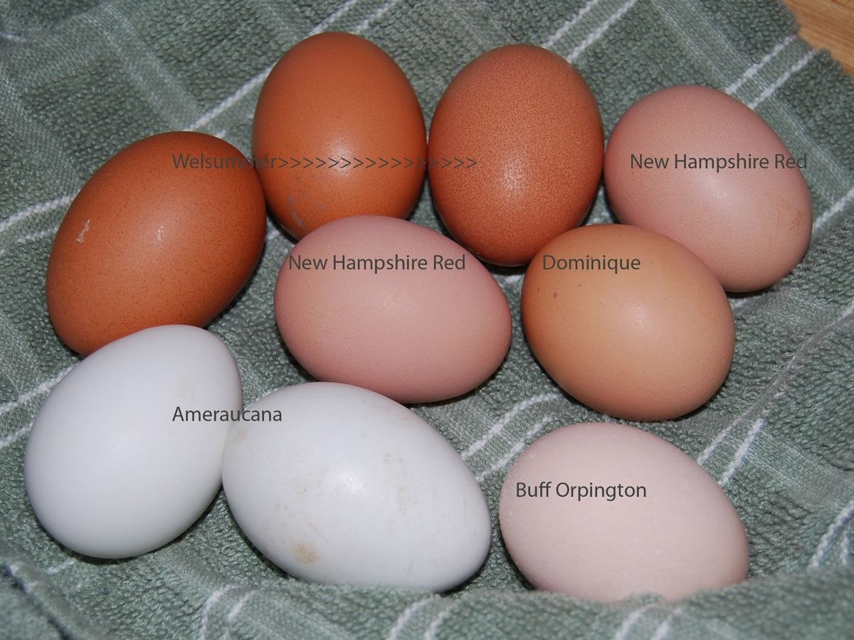 Яйцо доминанты купить