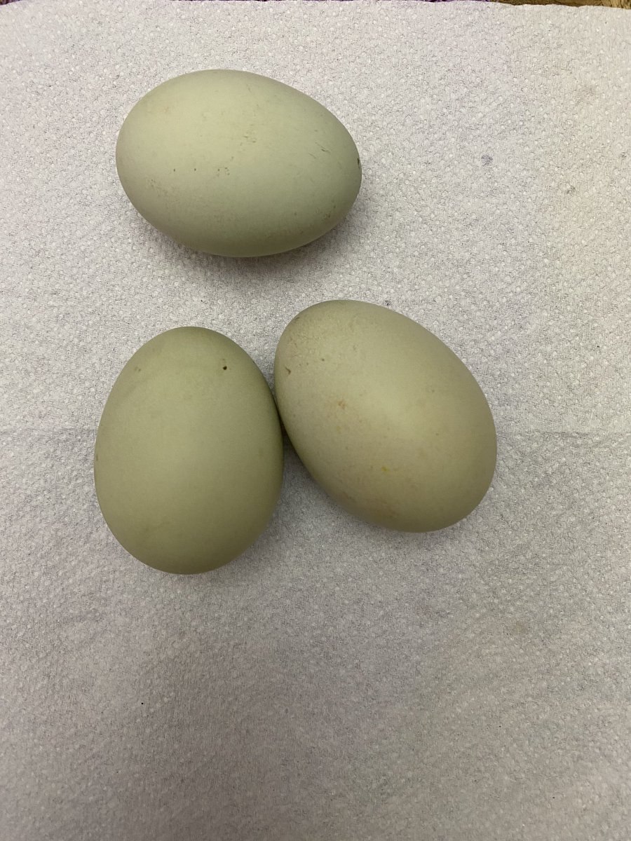 Доминант несущий зеленое яйцо