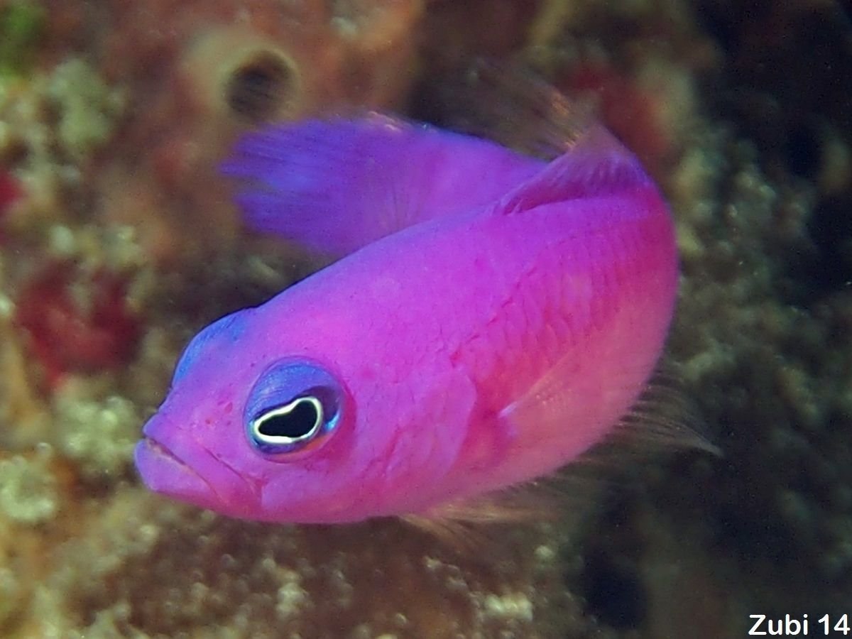 Розовая рыба. Pseudochromis porphyreus. Псевдохромис фиолетовый. Вьюн розовый рыбка. Фиолетовые аквариумные рыбки.