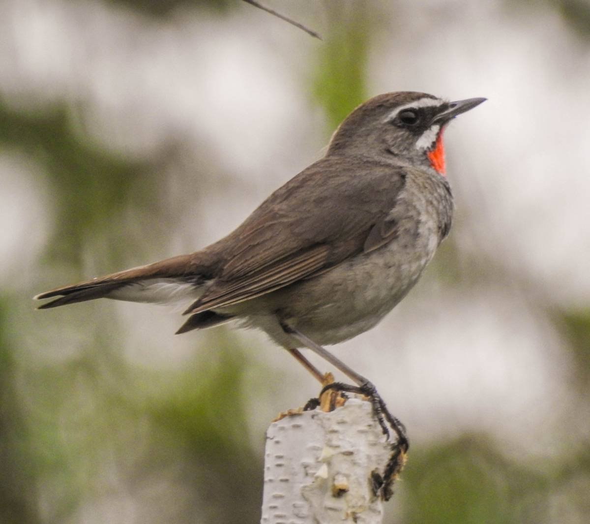 Соловей-красношейка (Luscinia Calliope). Соловей красношейка птица. Соловей красношейка самка. Сибирский Соловей красношейка.