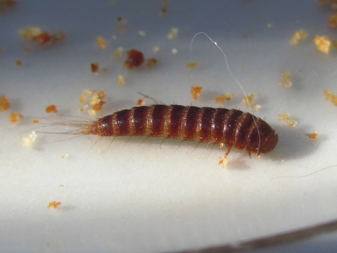 Домашний жук-кожеед: как избавиться от него и личинок?