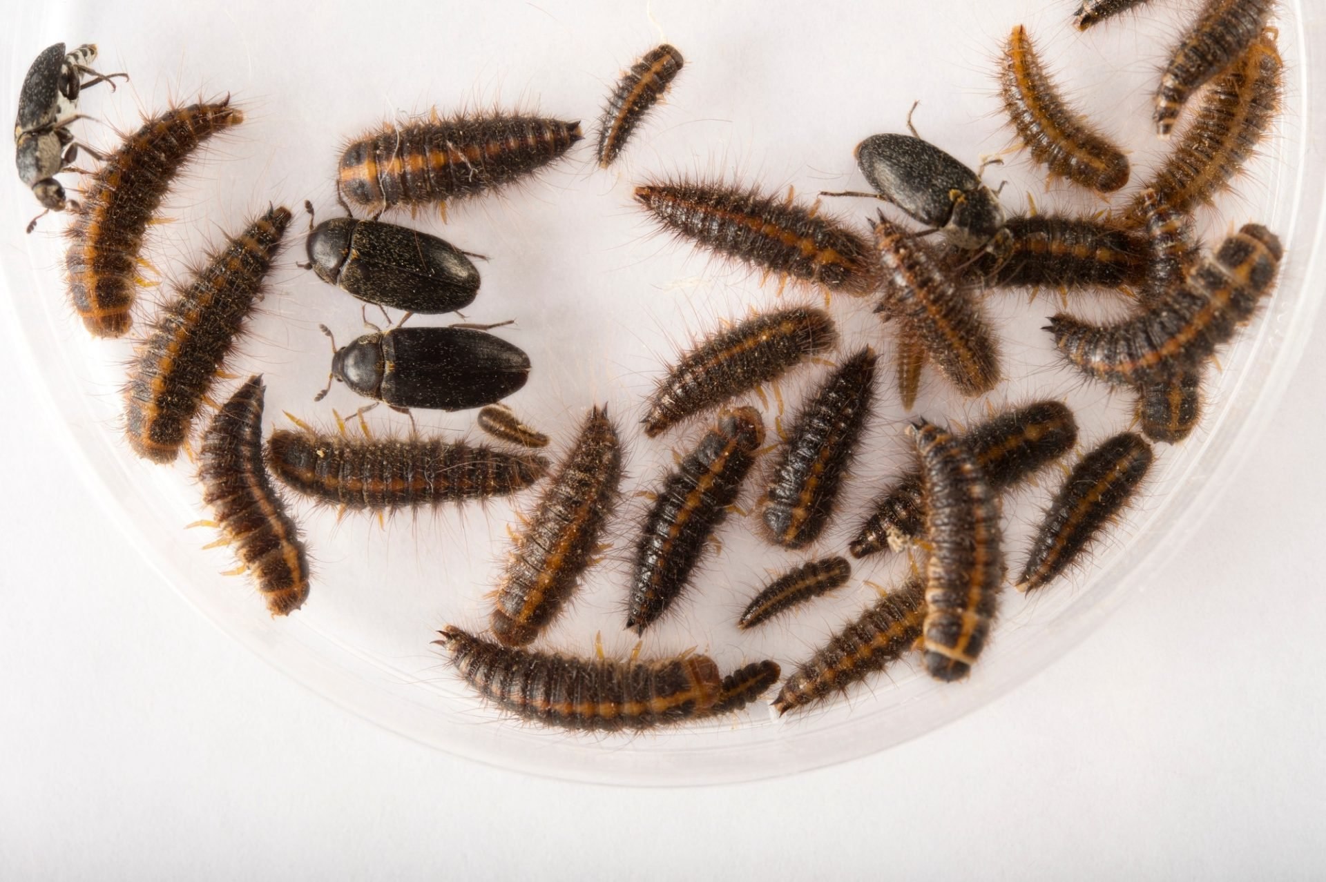 Кожееды - жуки, которые едят всё. Что делать при обнаружении в доме? | Кафедра зоологии | Дзен