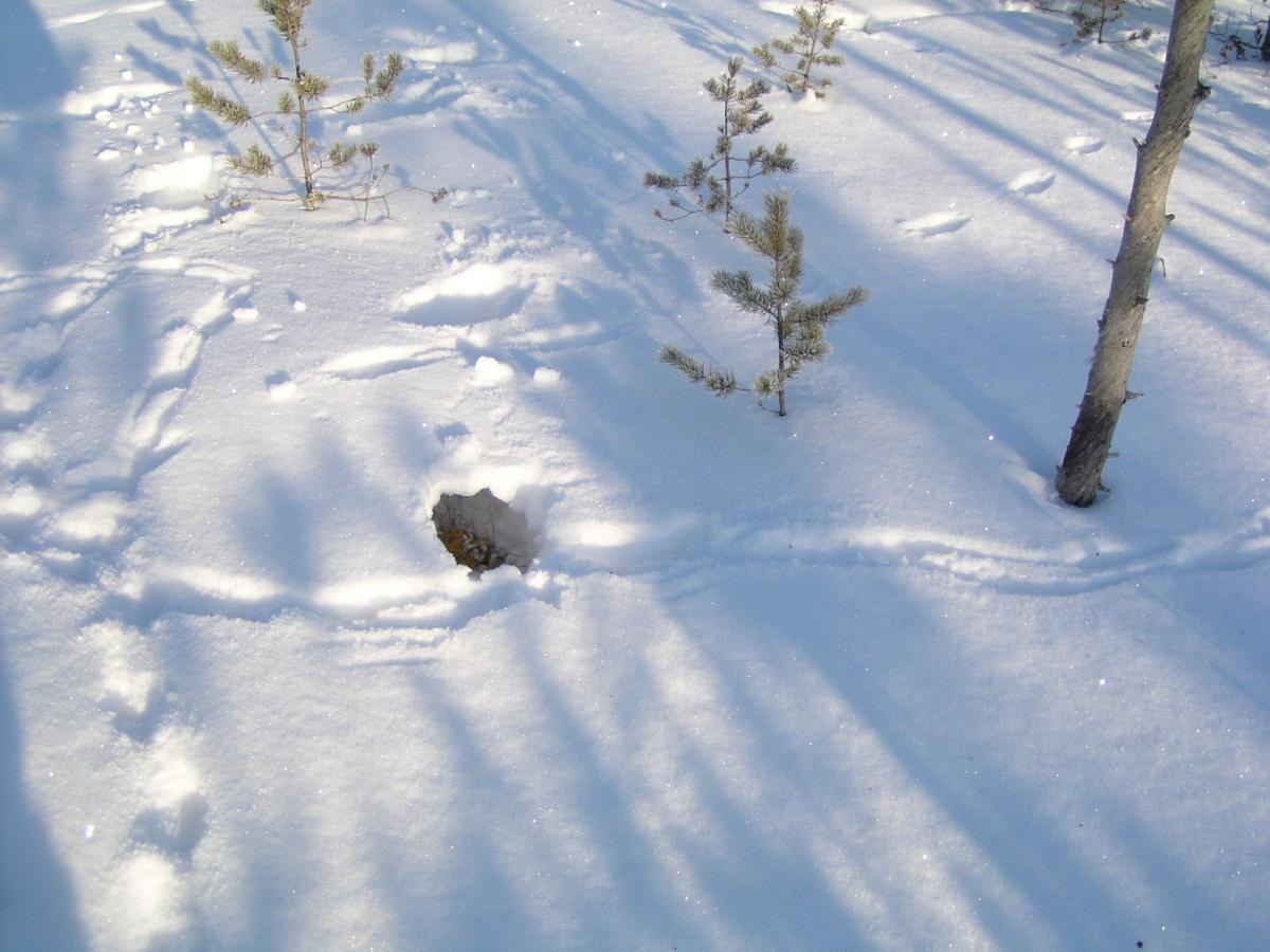 Какие птицы ночуют зарывшись в снег. Куропатки рябчики тетерева. Тетерев зимует. Следы куропатки тетерева рябчика. Куропатки под снегом.