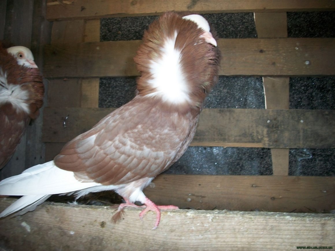 Белый голубь с черным хвостом
