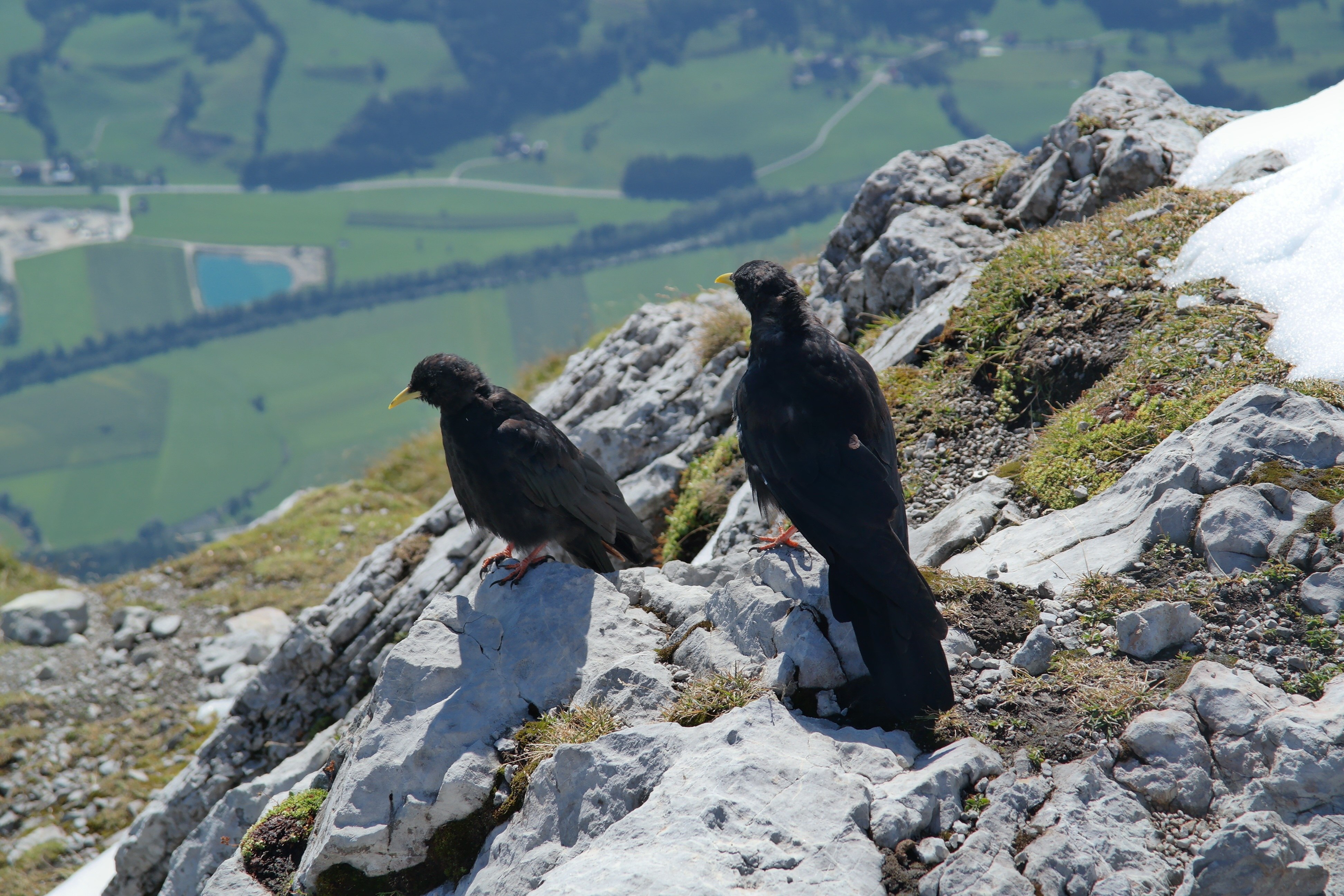 Ts Bird Mountain