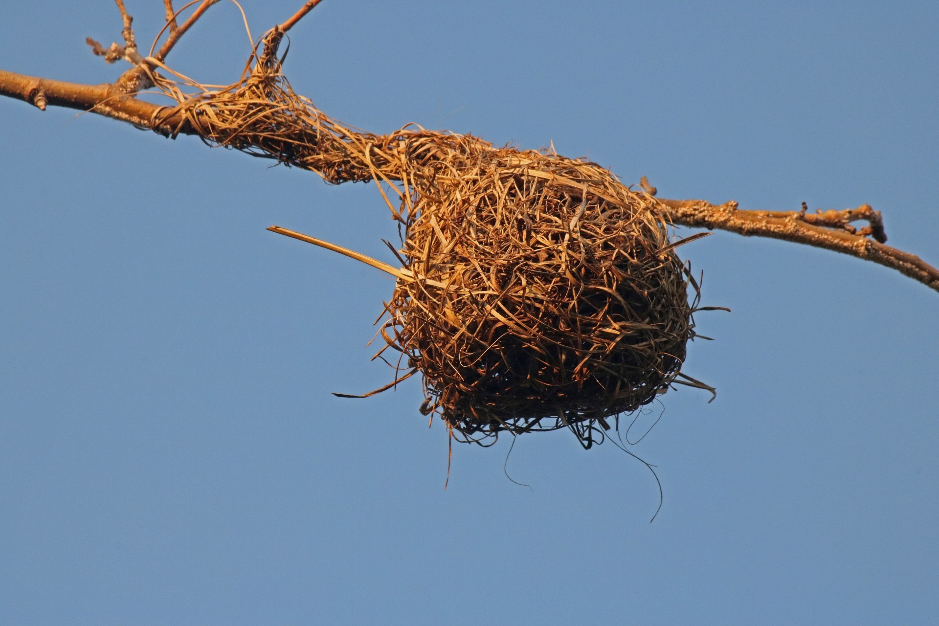 Птицы имеют гнезда. Гнездо касиков. Гнездо Гайно это. Гнездо белки Гайно. Гнездо гнездо зарянки.