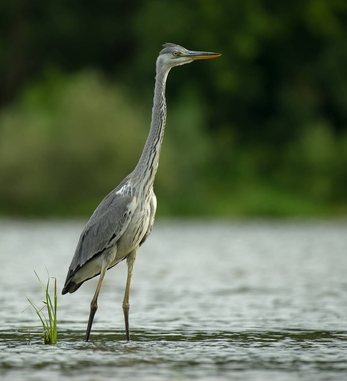 Цапля фото птицы картинки