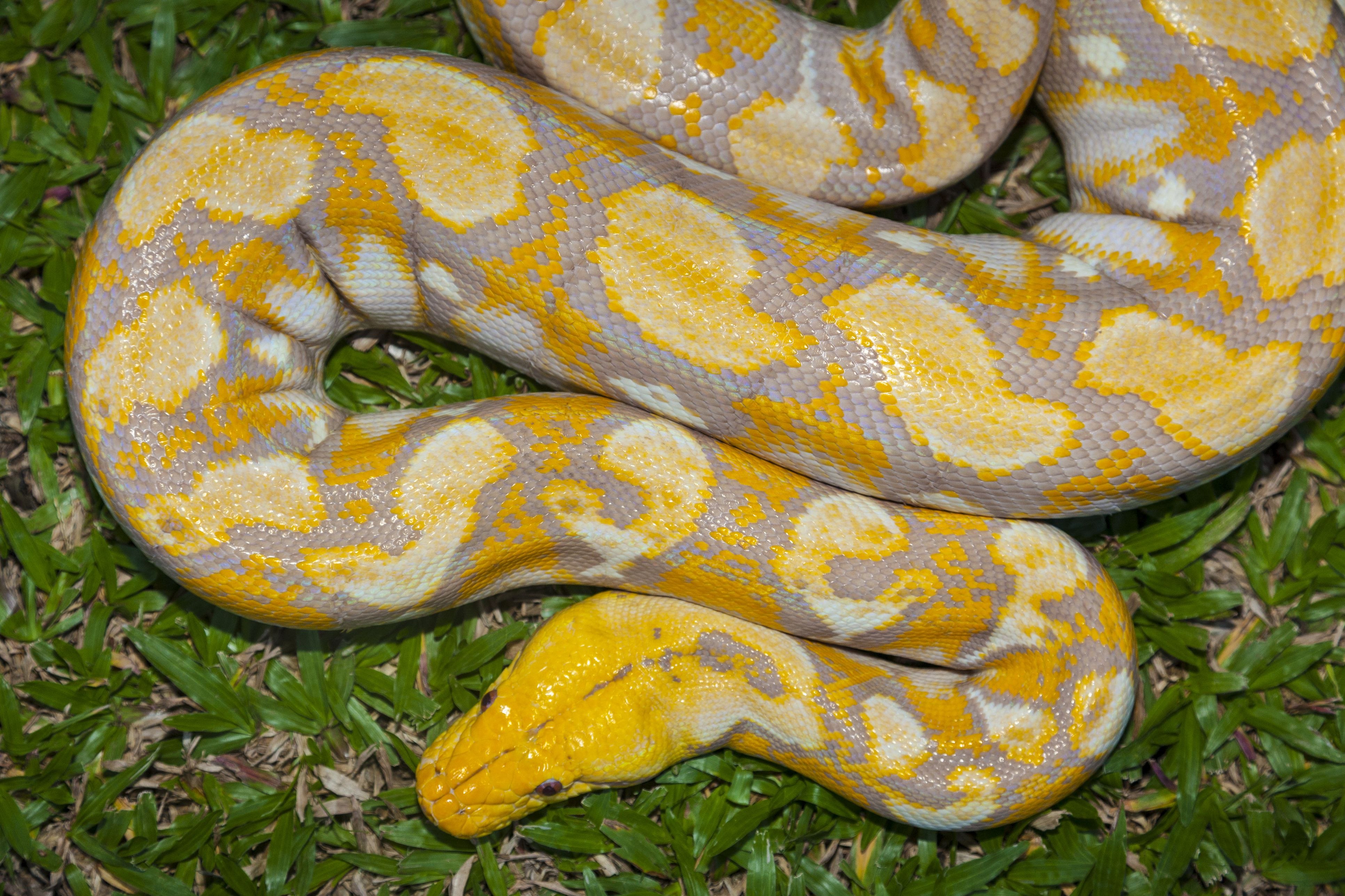 Красно желтая змея. Тигровый питон альбинос. Змея тигровый питон альбинос. Бирманский питон альбинос. Змея тигровый питон.