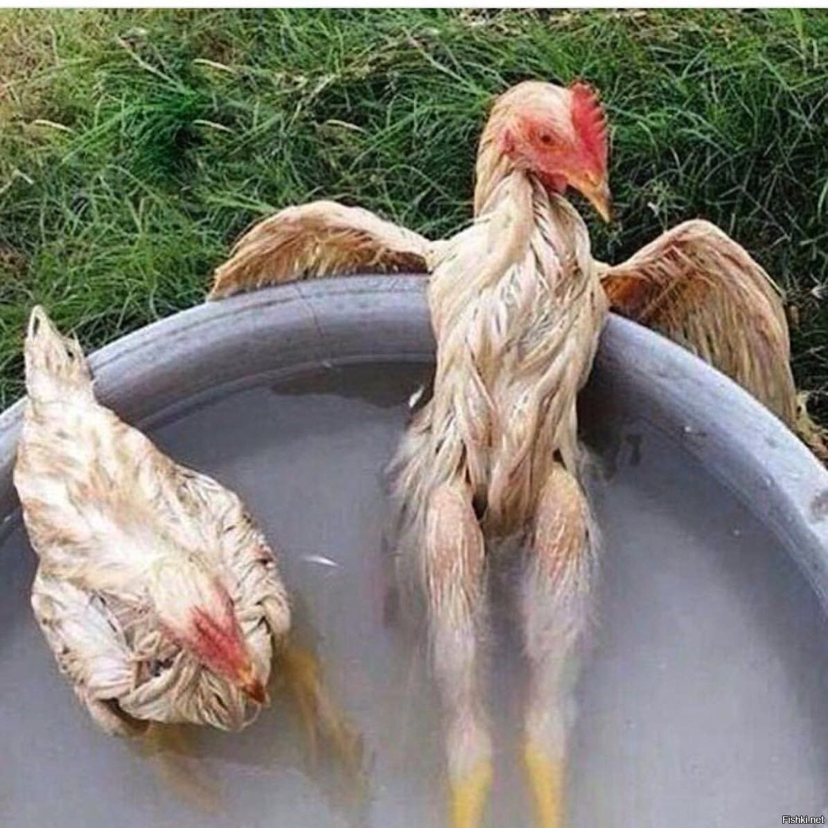 Курица пьет воду. Прикольная курица. Смешной петух. Ощипанная курица.