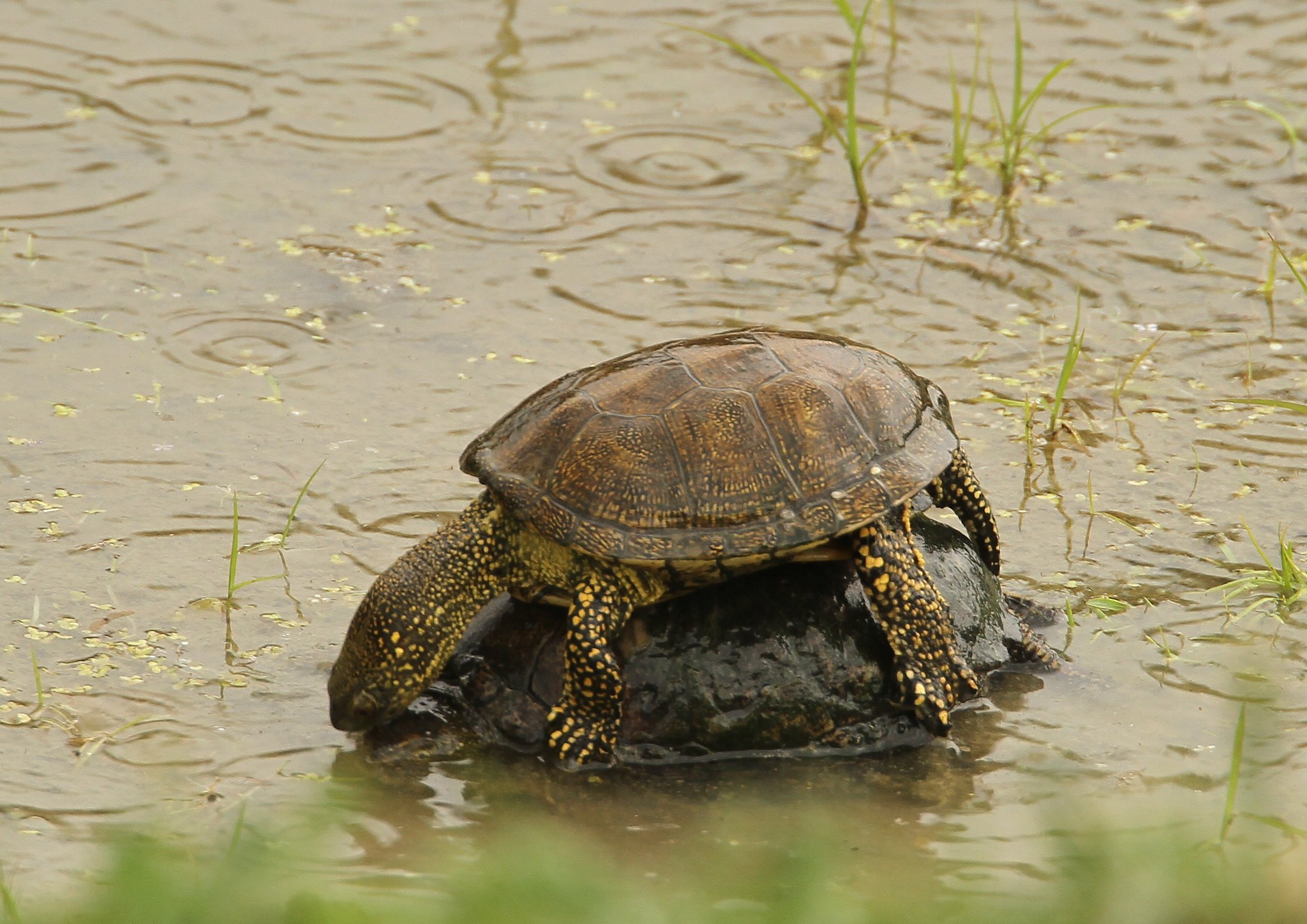 Болото черепахи. Европейская Болотная черепаха. Колхидская Болотная черепаха. Европейская Болотная черепаха (Emys orbicularis). Пресноводные болотные черепахи.
