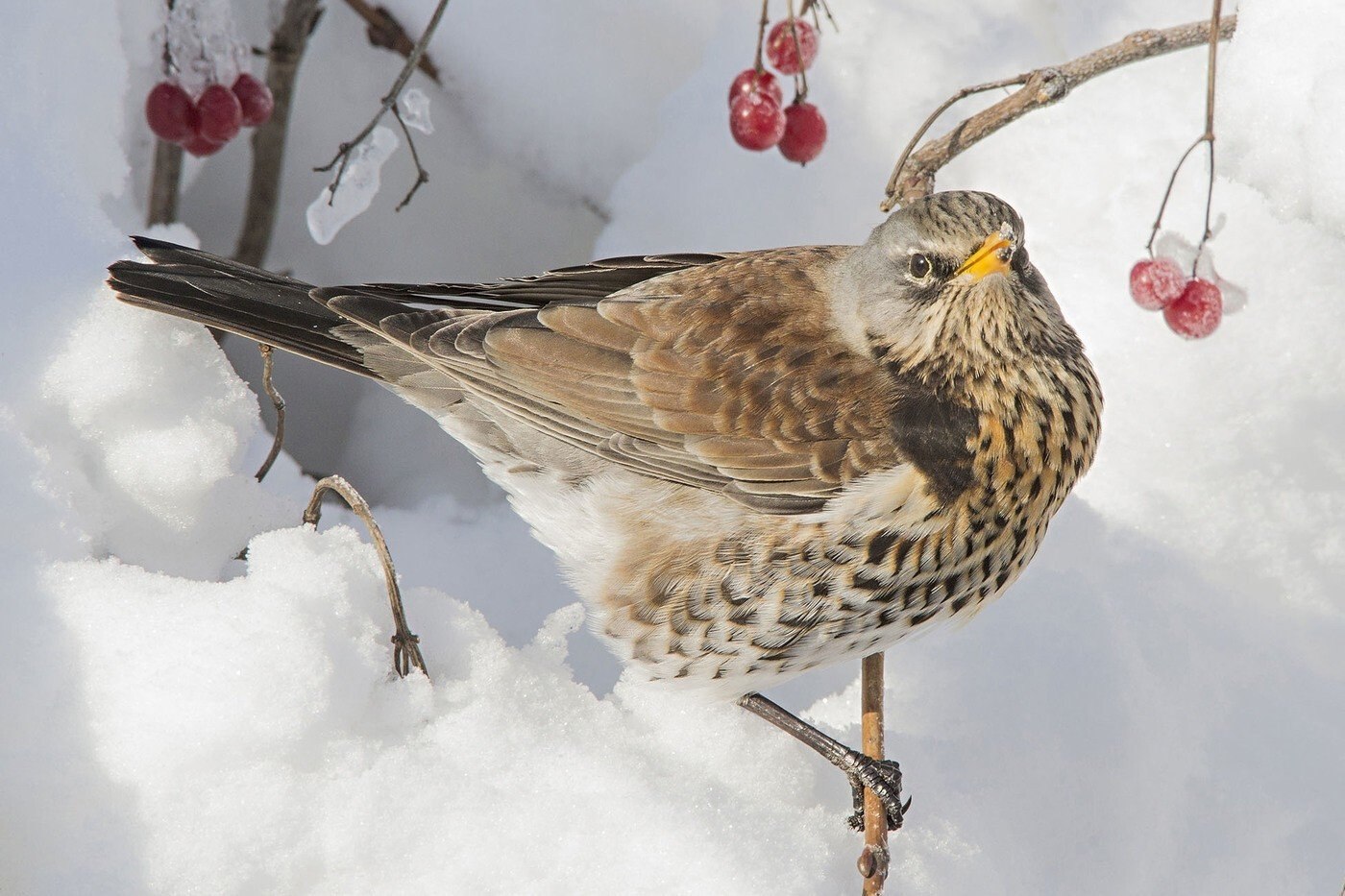 РЯБИННИК (Turdus pilaris) - Фауна Беларуси