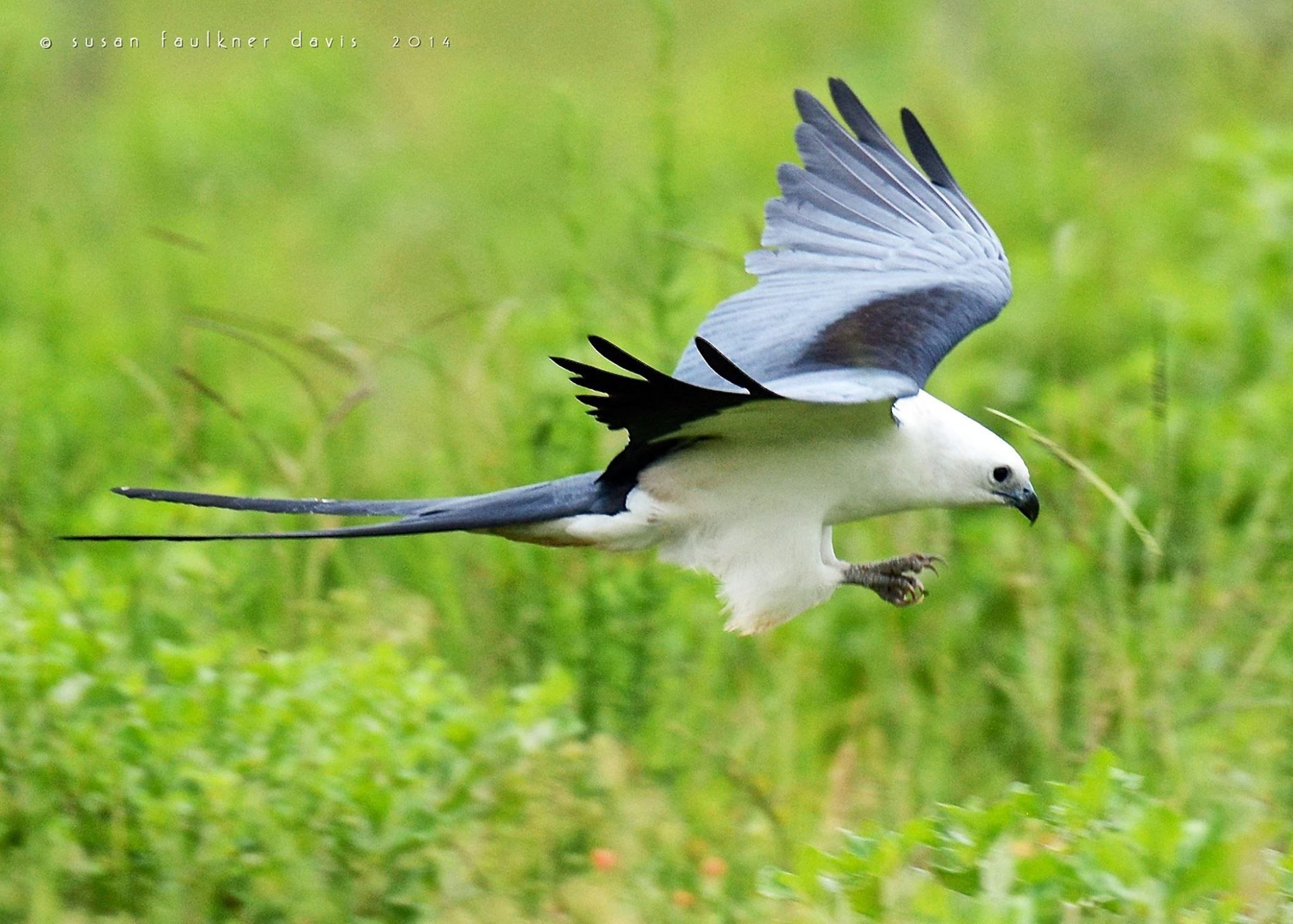 Swallow tail hunt