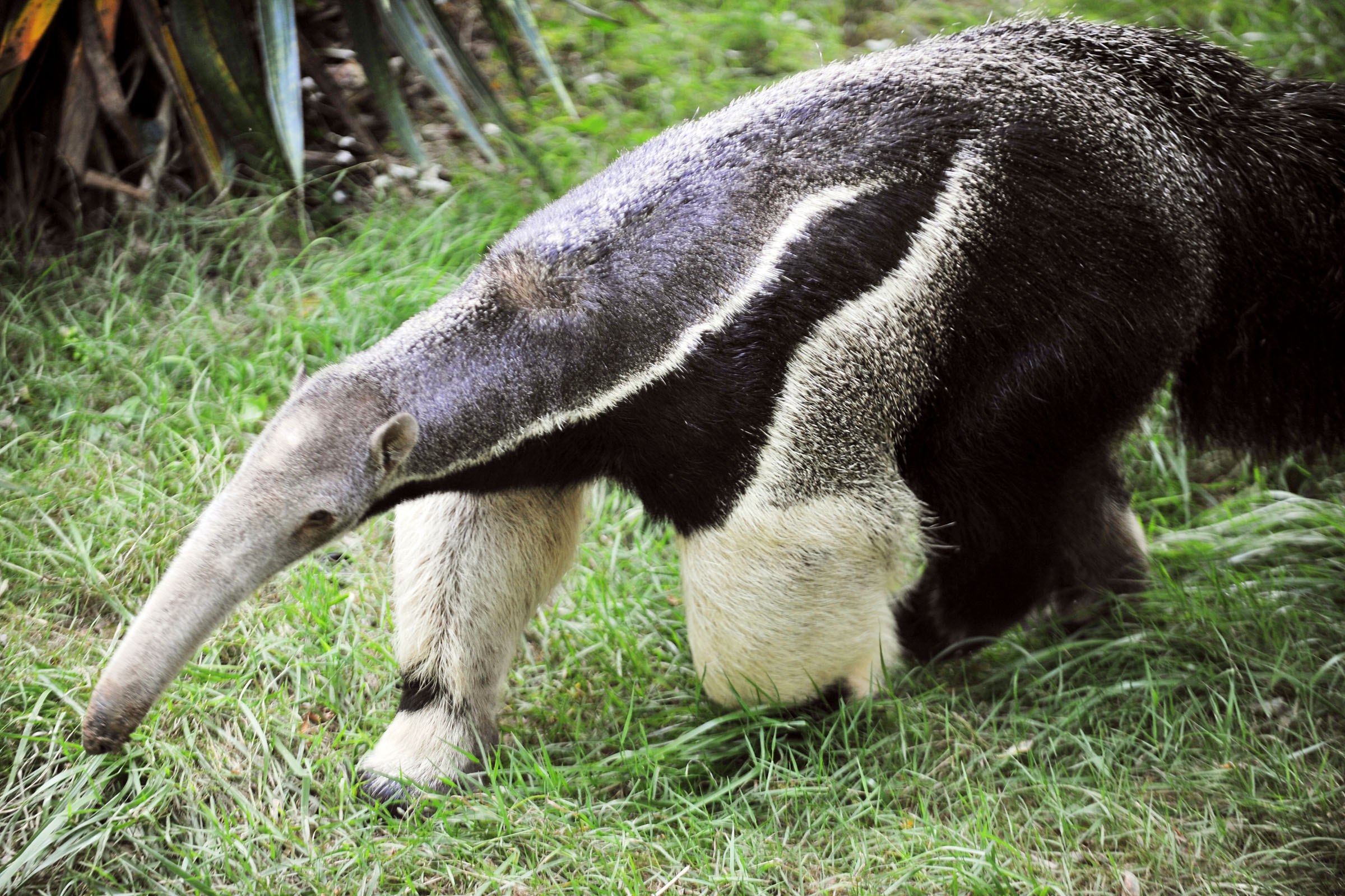 Муравей и муравьед. Zoboomafoo giant Anteater. Giant Anteater creepy. Anteater Ant Mask. Fuzzy Anteater.